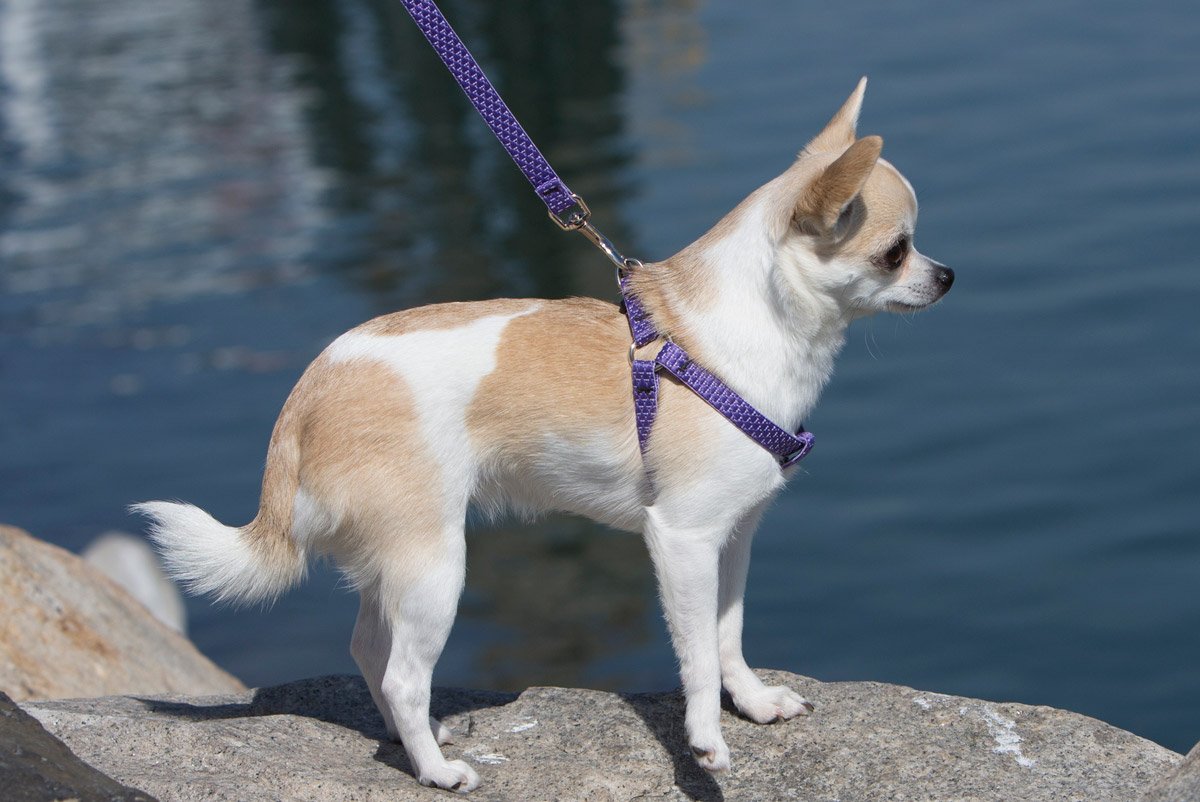 LupinePet Eco 1/2 Lilac 12-18 Step In Harness for Small Dogs