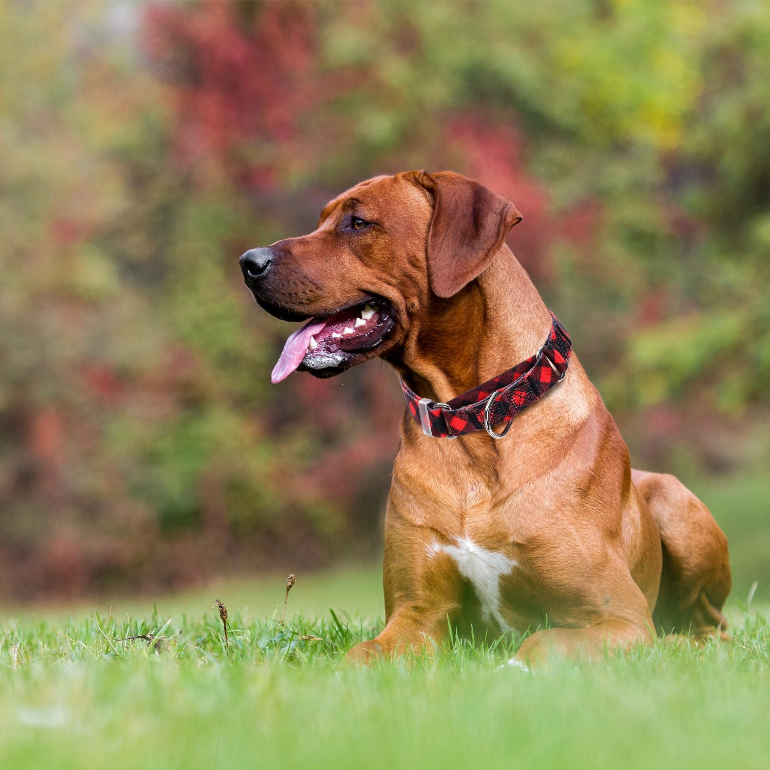 Martingale Collar For Dogs, With Special Red Buffalo Plaid Design For Large Medium Small Dogs, Adjustable Premium No Slip Collar