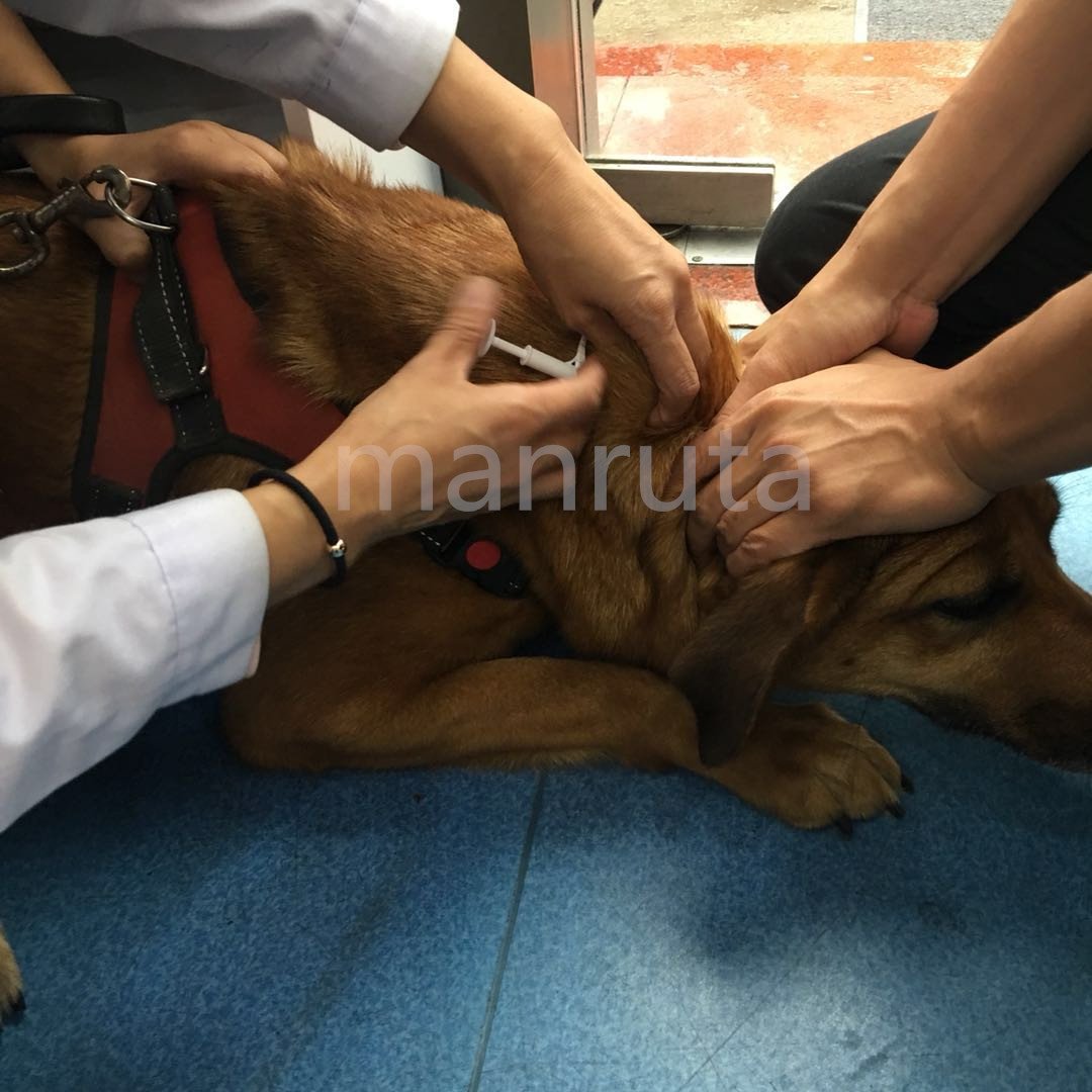 Manruta Pet Microchip Kit For Dogs And Cats 5 Pack Iso 11784/5 With 15 Id Numbers (1.4 Mm Dia, 8 Mm Length Microchip, 15 Gauge)