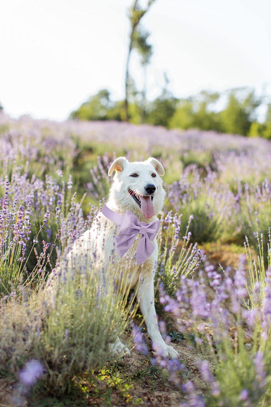 Unique Style Paws Purple Silk Dog Collar Adjustable Durable Dog Collar With Bow Fashion Bowtie Collar For Small Puppy And Cats