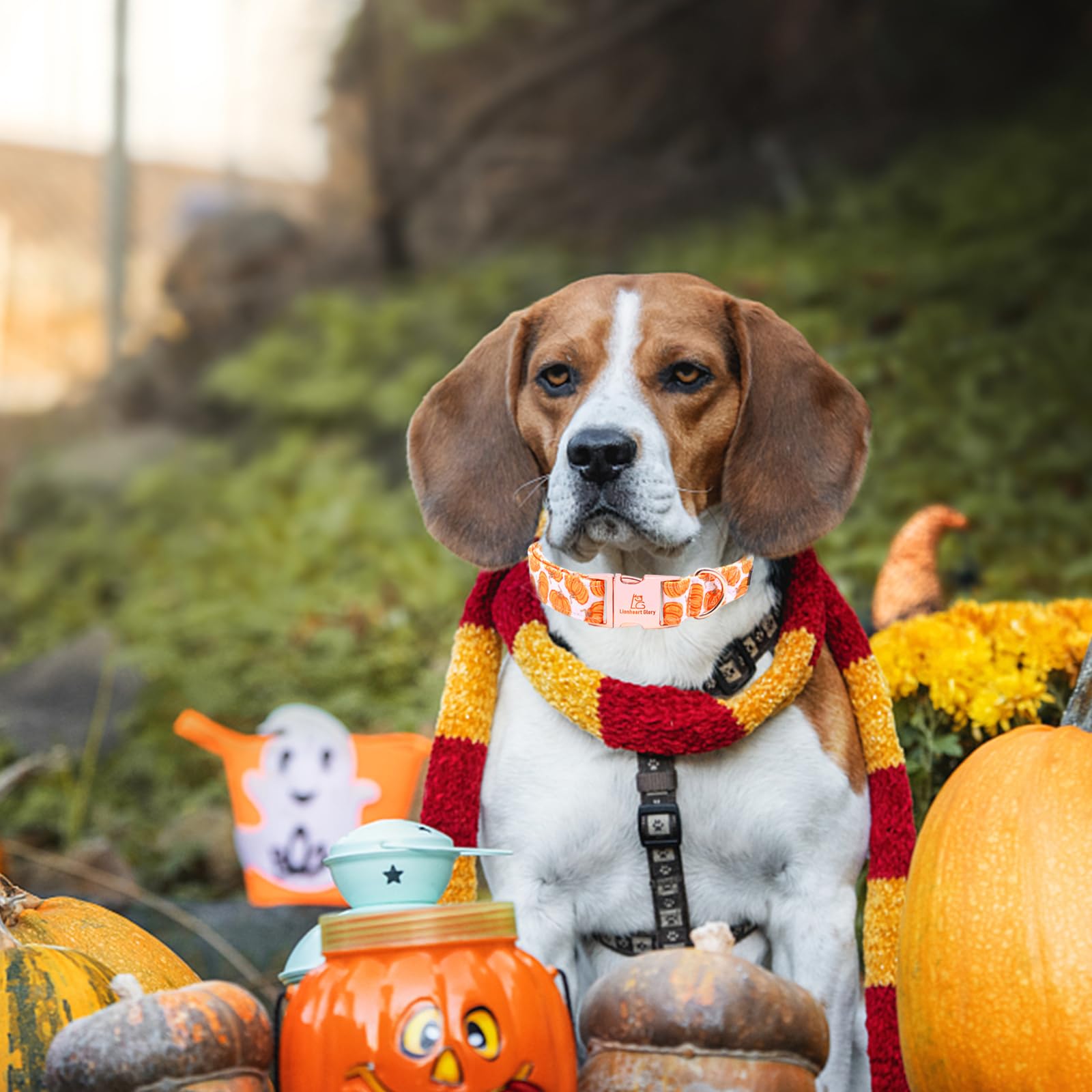 Lionheart Glory Halloween Dog Collars Pumpkin Dog Collar Heavy Duty Adjustable Fall Dog Collar For Small Collar Dog Female Or Male Dog Collar
