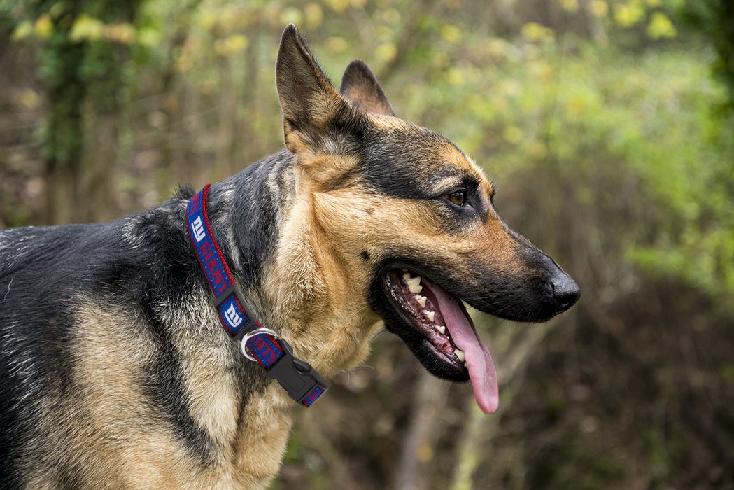 Pets First NFL New York Giants Licensed PET COLLAR, Large - Heavy-Duty, Strong, and Durable Dog Collar. Available in 31 Football