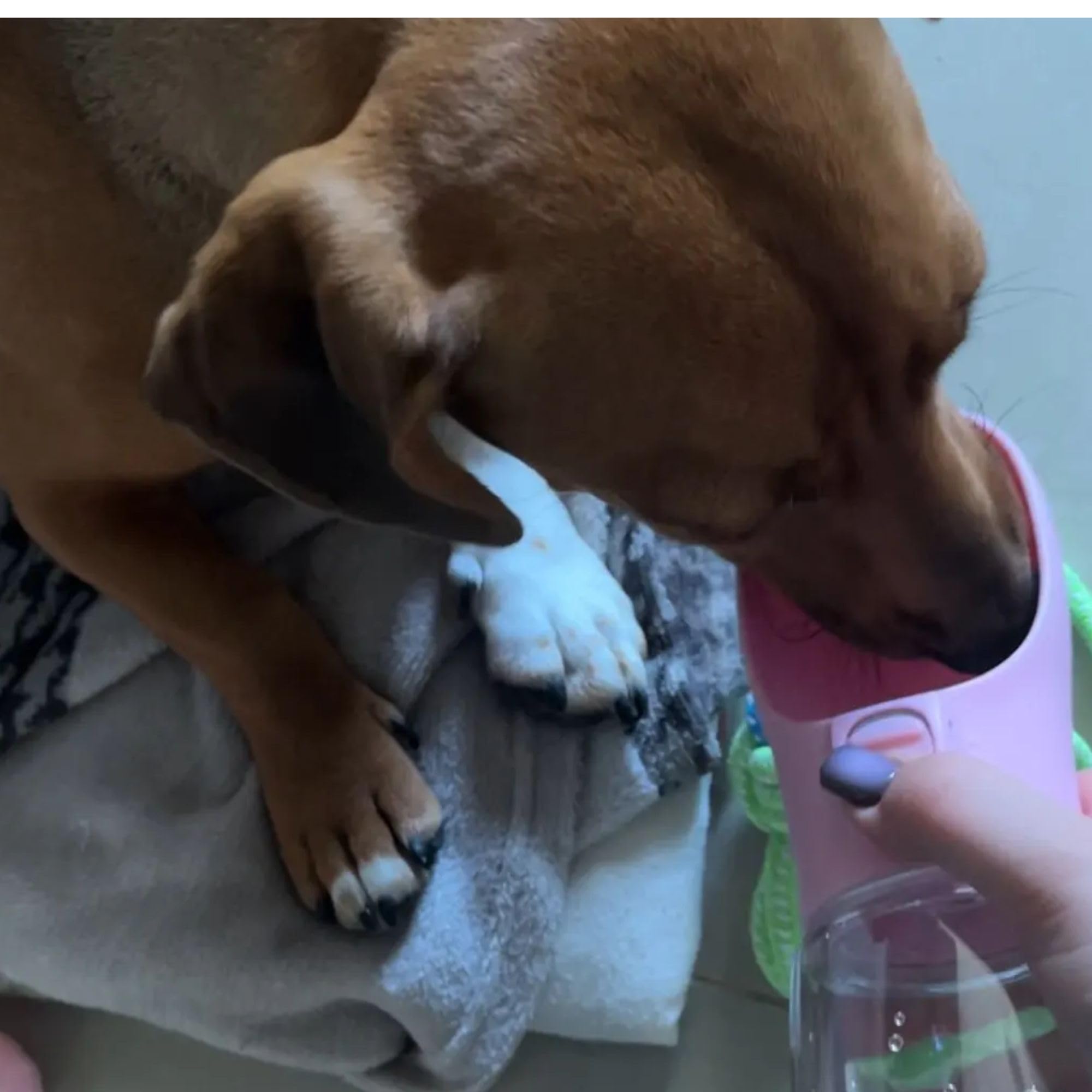 Goodiepet Portable Dog Water Bottle | Leak-Proof Dog Water Dispenser For Travel Outdoor (Pink, 12Oz)