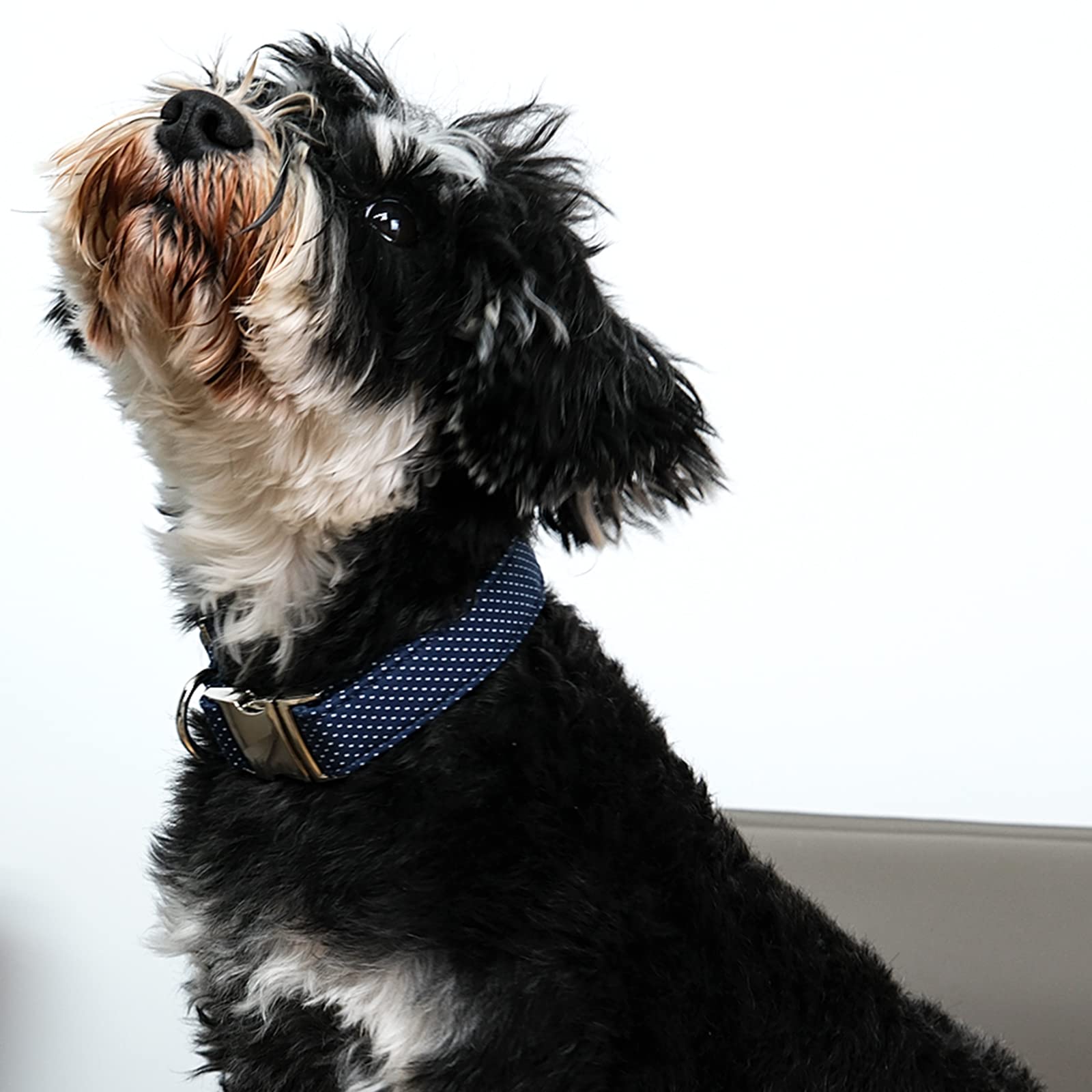 Lionet Paws Boy Dog Collar, Comfortable Adjustable Cute Navy Blue Collar With Metal Buckle For Male Puppies And Cats, Xs, Neck 8