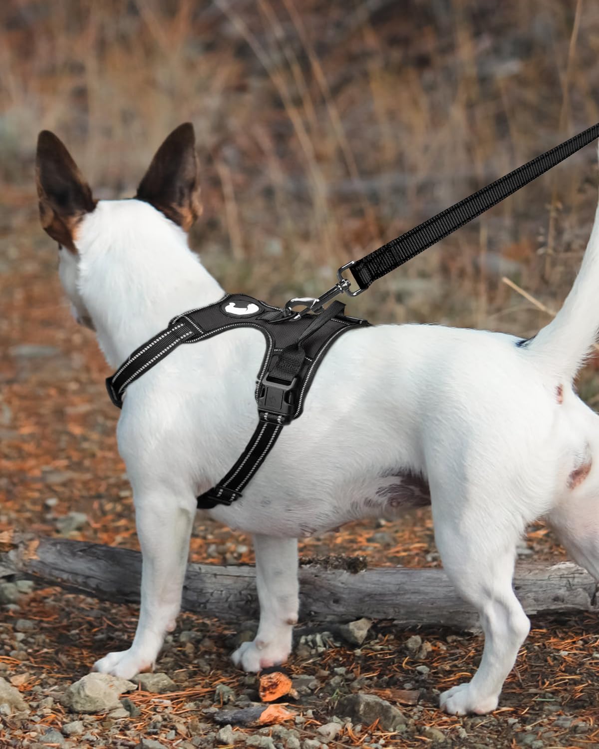 Joytale Double-Sided Reflective Dog Leash, 5FT Nylon, Padded Handle, Black, Ideal for Small & Medium Dogs