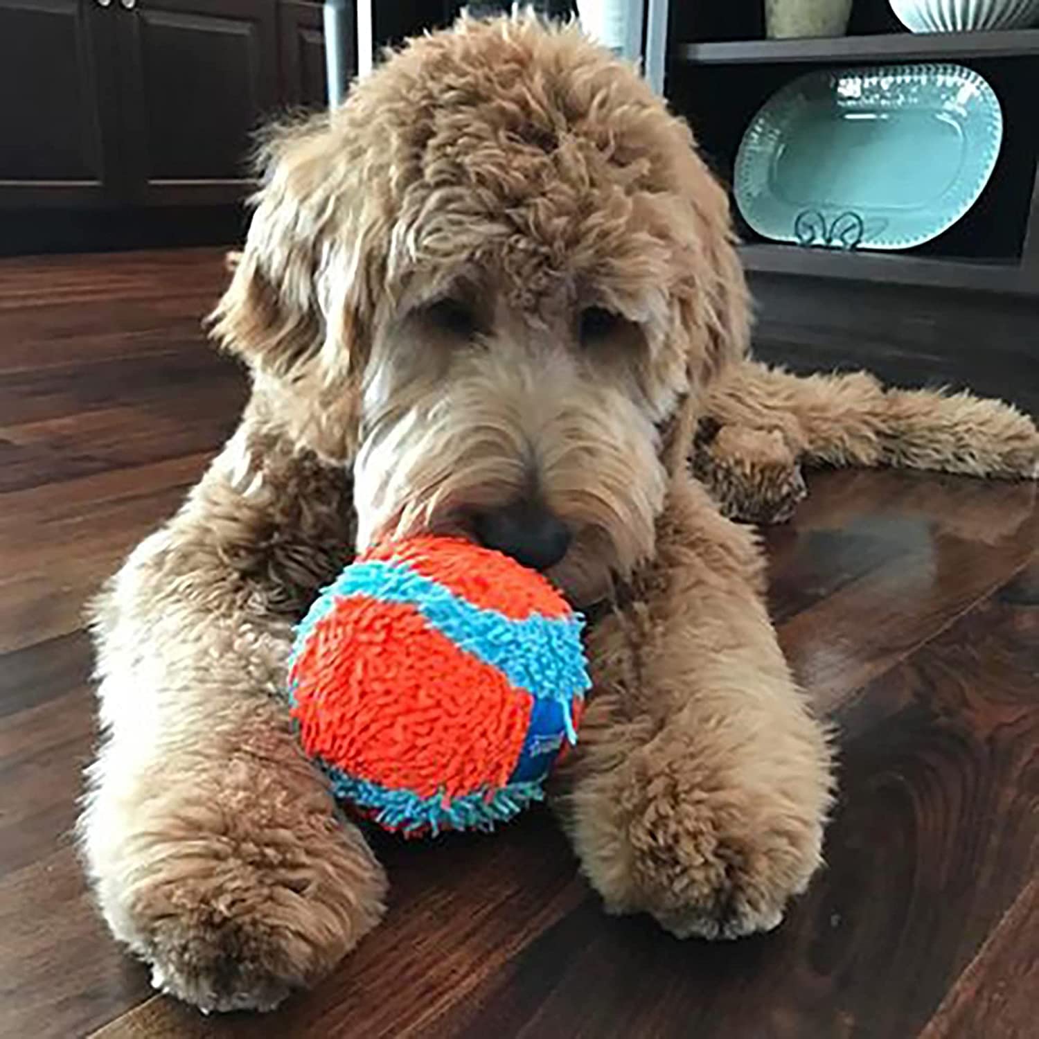 Petmate 213201 4.6'' Medium Orange/Blue Chuckit! Indoor Ball (Pack Of 2)