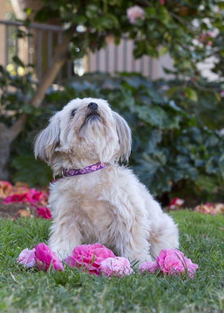 Lupinepet Originals 1/2' Rose Garden 10-16' Adjustable Collar For Small Dogs