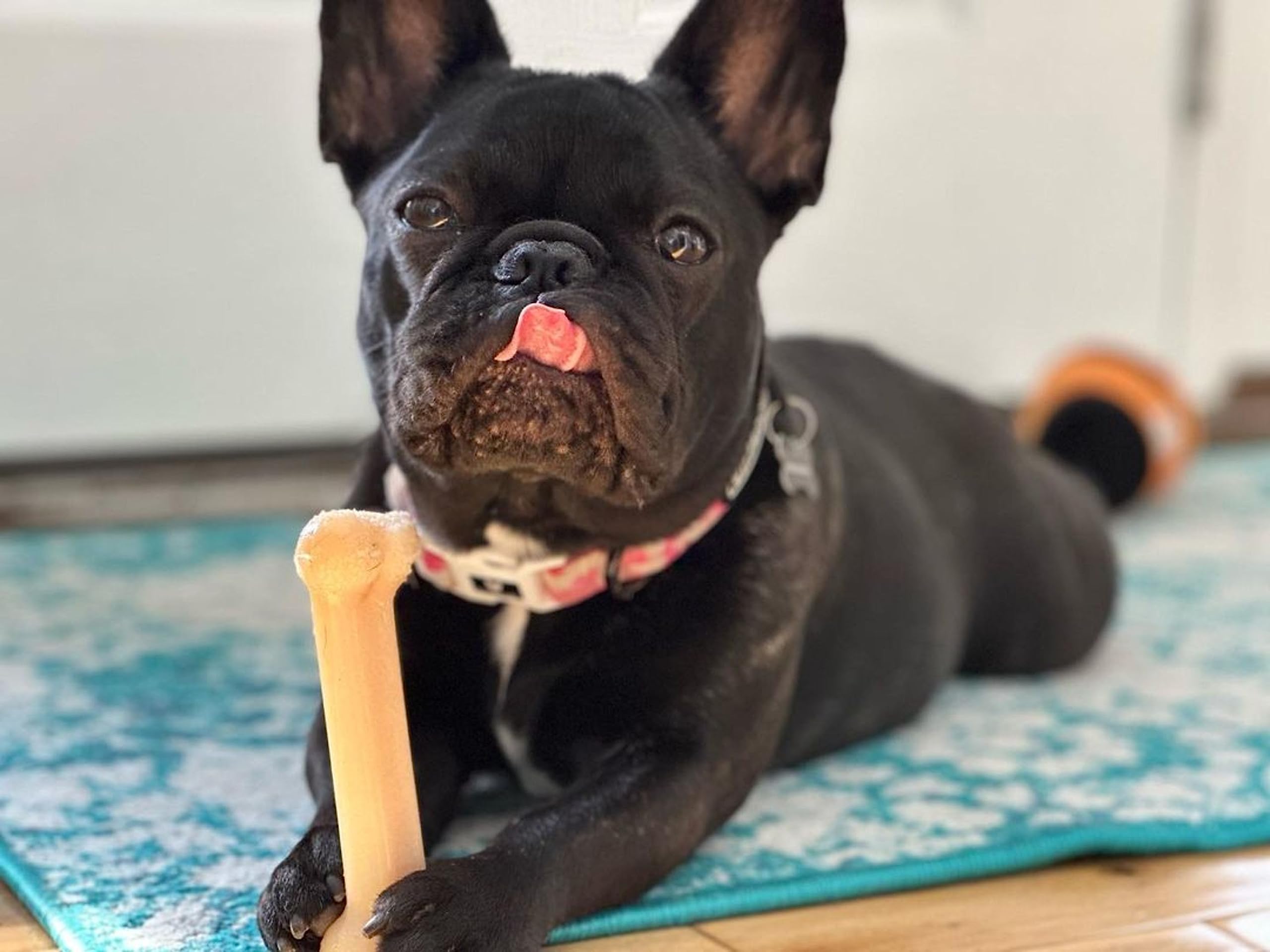 Nylabone Pooch Pacifier Regular