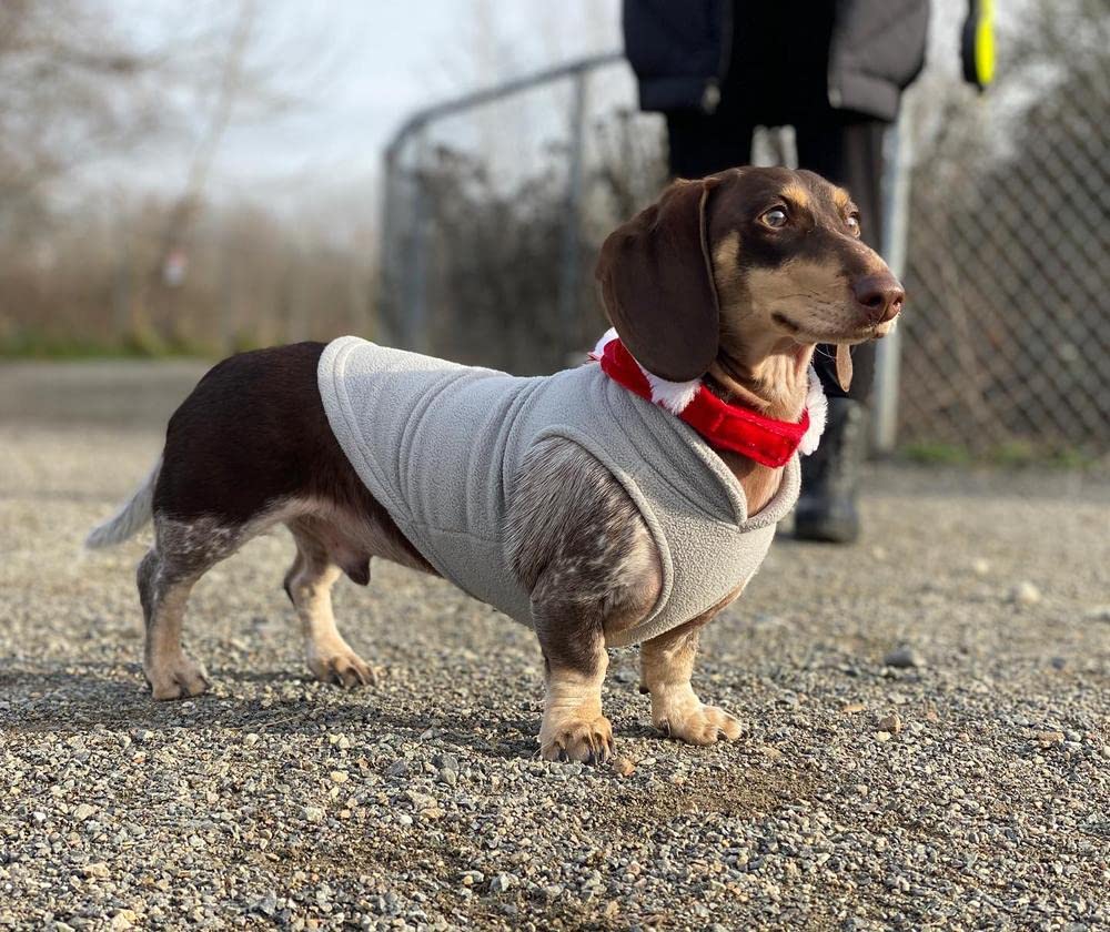 Gooby Fleece Vest Dog Sweater - Gray-Yellow, Medium (Around 11-Lb), Warm Pullover, Dog Jacket With O-Ring Leash - Winter Small D