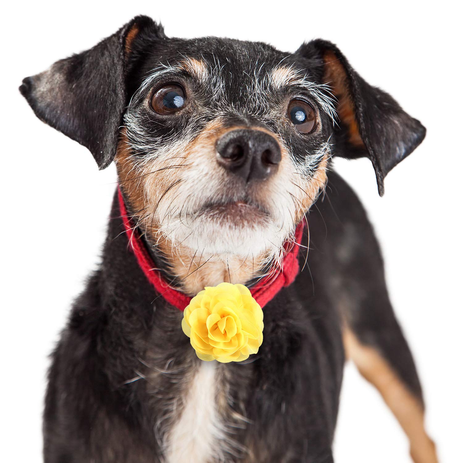 Leinuosen 20 Pcs Flower For Dog Collar Pet Collar Flowers Charms Multi Color Bow Tie For Cat Puppy Dog Grooming Accessories(Colo