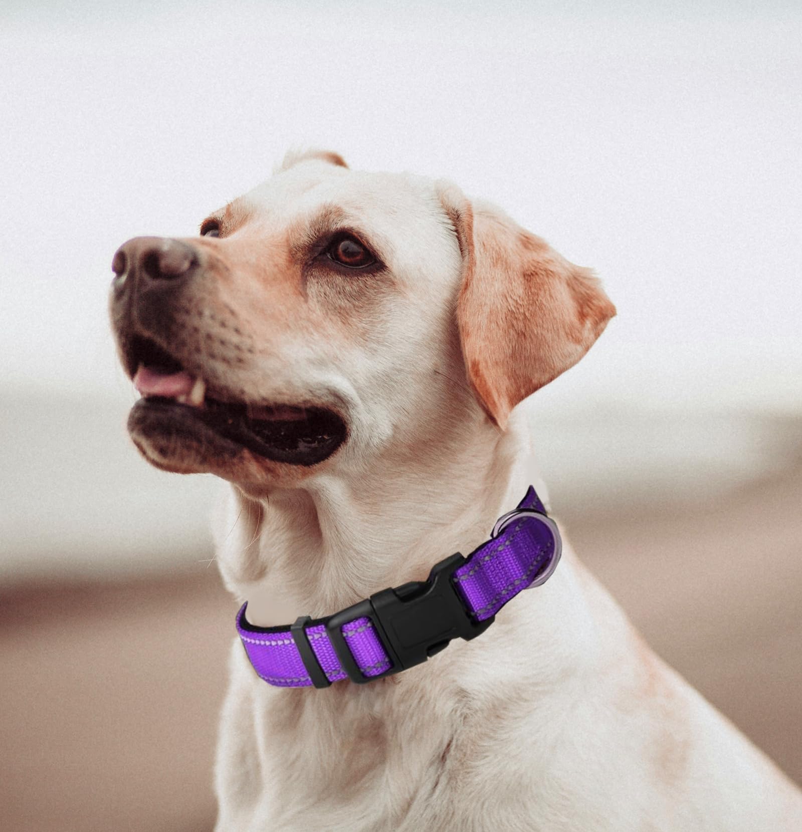 Medium Dog Collar, Reflective Pet Collar With Buckle Adjustable Safety Nylon Collars For Small Medium Large Dogs, Purple
