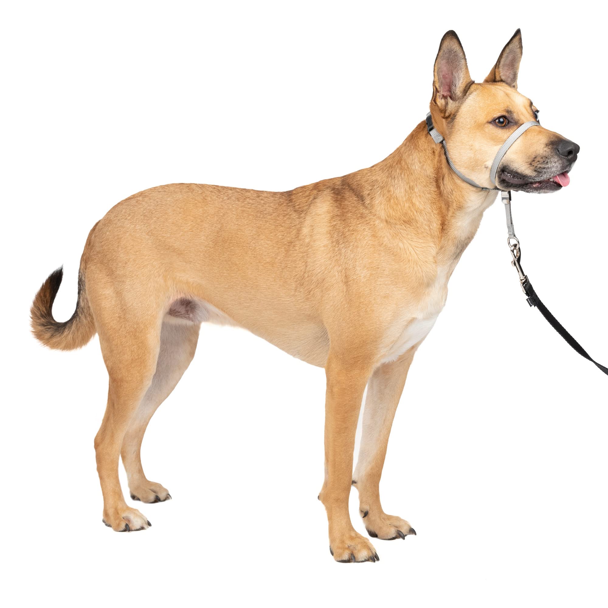 Petsafe Gentle Leader No-Pull Dog Headcollar - The Ultimate Solution To Pulling - Redirects Your Dog'S Pulling For Easier Walks - Helps You Regain Control - Medium, Silver