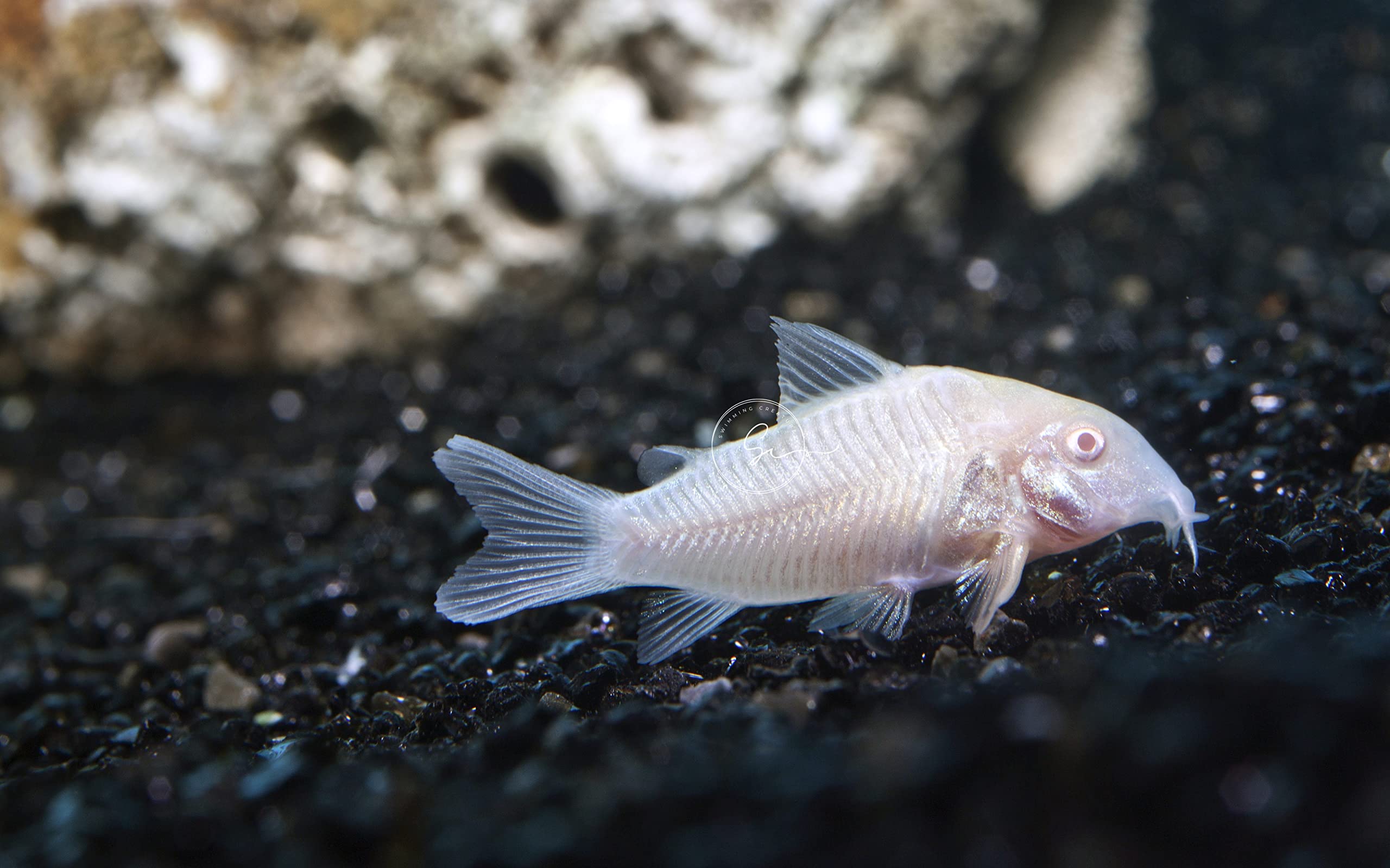 Swimming Creatures 5 Albino Corydoras, Albino Corycats, Freshwater Aquarium Catfish