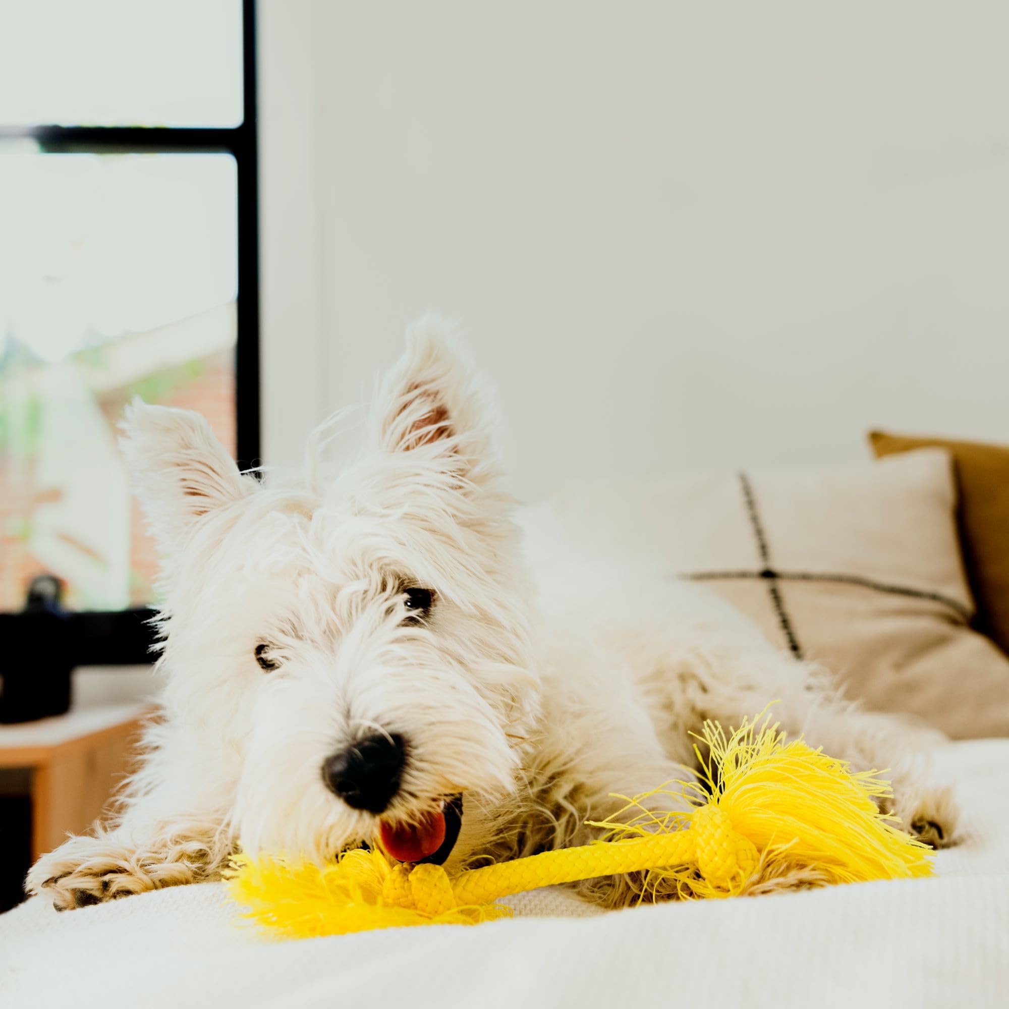 Playology Dri Tech Rope Dog Chew Toy - Chicken Scented Dog Toy, Small - Engaging, All-Natural, Interactive and Non-Toxic