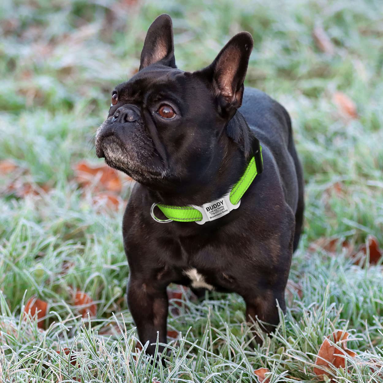 Tagme Reflective Nylon Dog Collars, Adjustable Classic Dog Collar With Quick Release Buckle For Small Dogs, Green, 5/8' Width