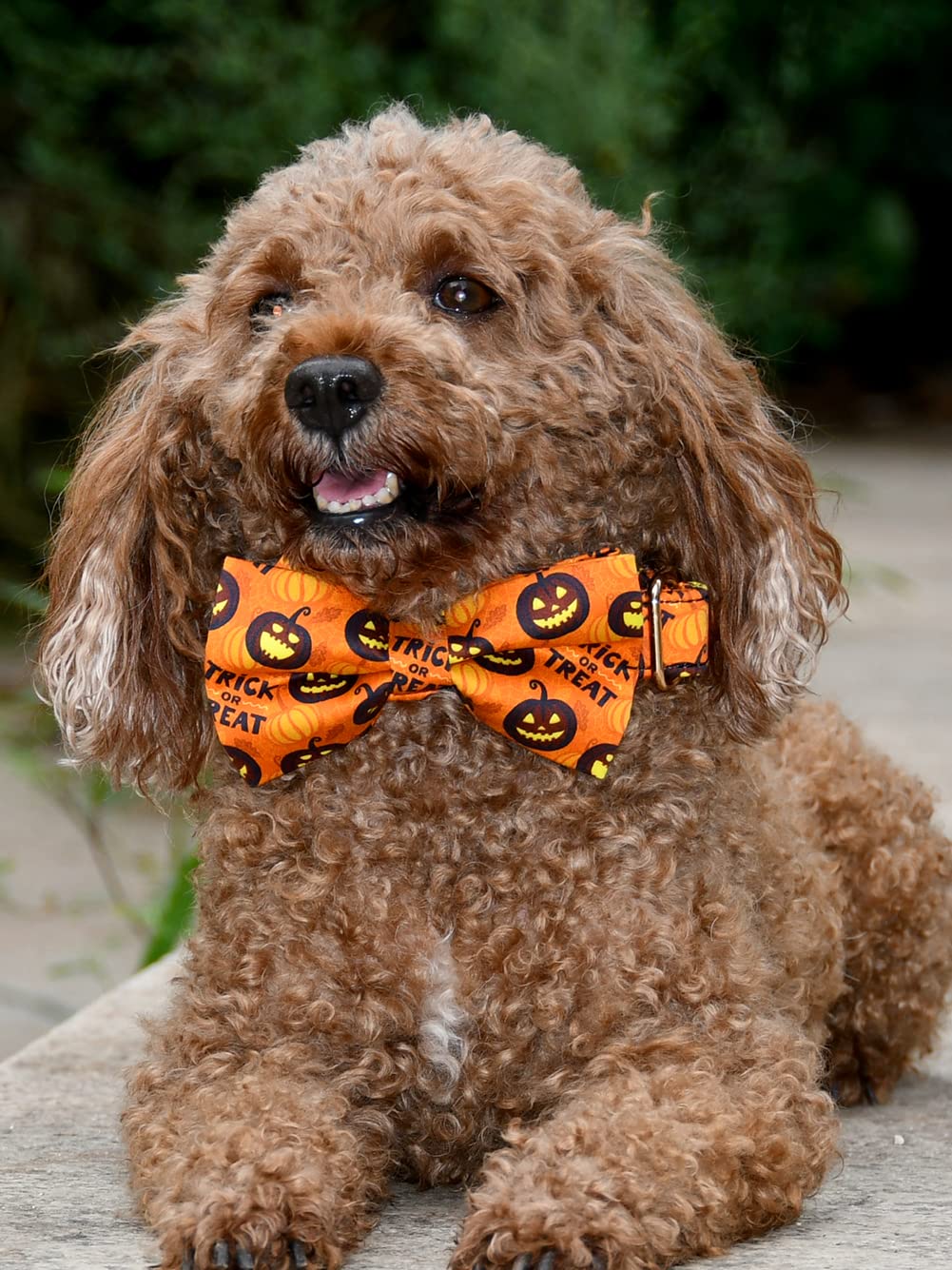 Nesttimes Halloween Haunted Pumpkins Dog Bow Tie Collar,Detachable Bowtie, Adjustable Collar For Small Medium Large Dogs ., M (12 --19'')
