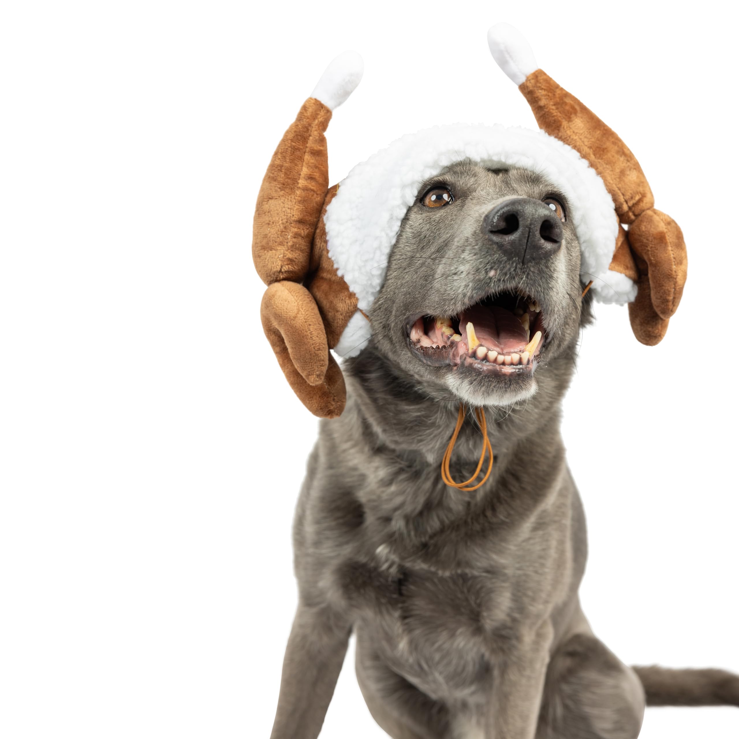Huxley & Kent Pet Hat | Turkey Tester (Small) | Fun Thanksgiving Holiday Hat For Dogs/Cats | Cute, Comfortable And Fun | Snugfit