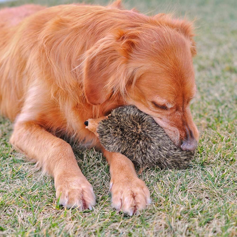 Zippypaws Hedgehog Dog Toy - Squeaky Plush Toy For Small, Medium & Large Dogs, Cute Interactive Puppy Play Toy