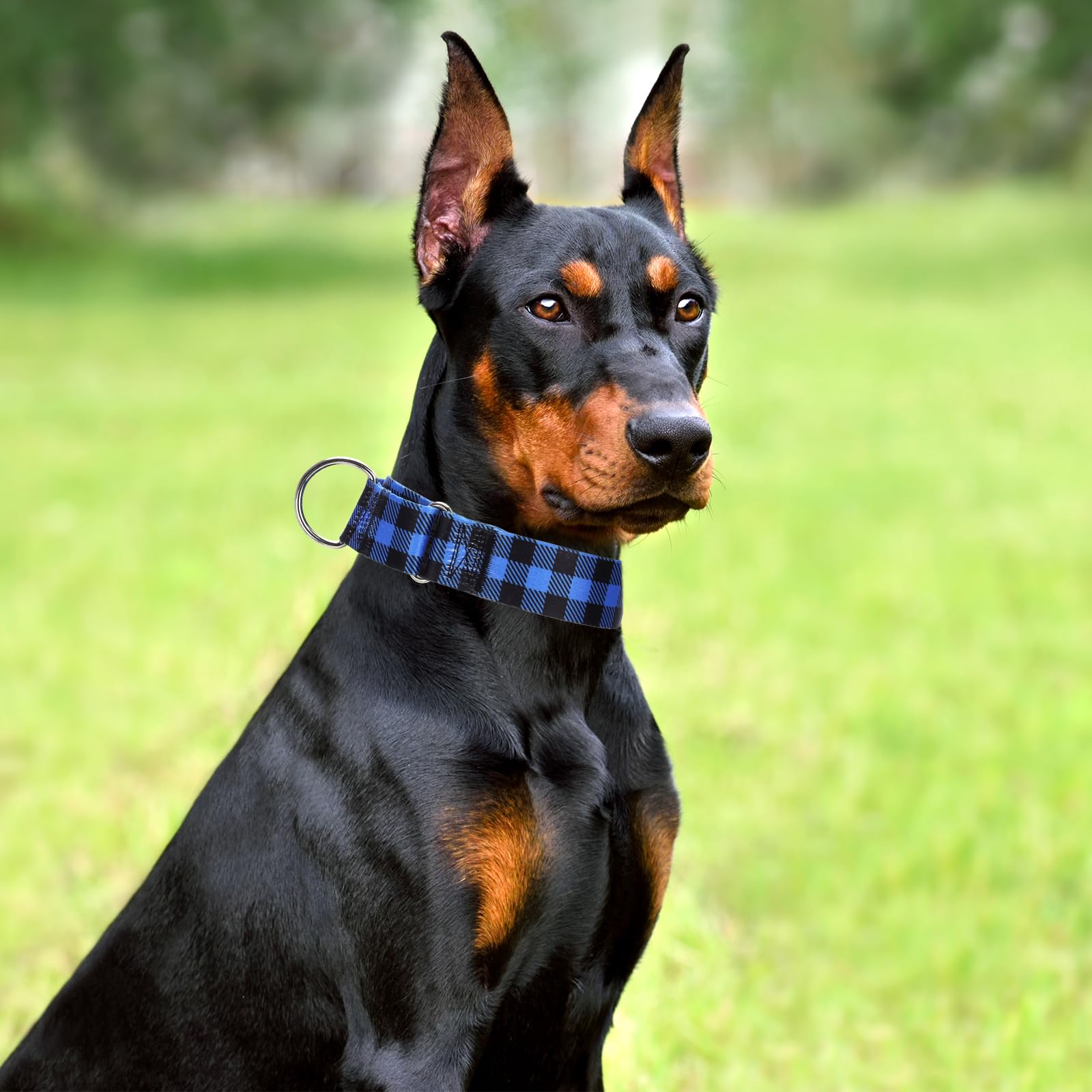 Wide Martingale Collar For Dogs Large Medium Extra Large With Blue Plaid Design, No Pull Choke Cinch Escape Proof Training Colla