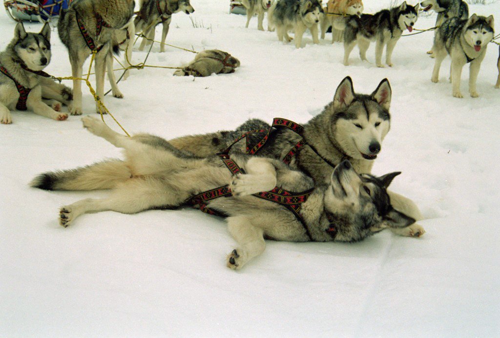 Weight Pulling Sledding Dog Harness X-Back Style Black Small, 18' Neck Circumference