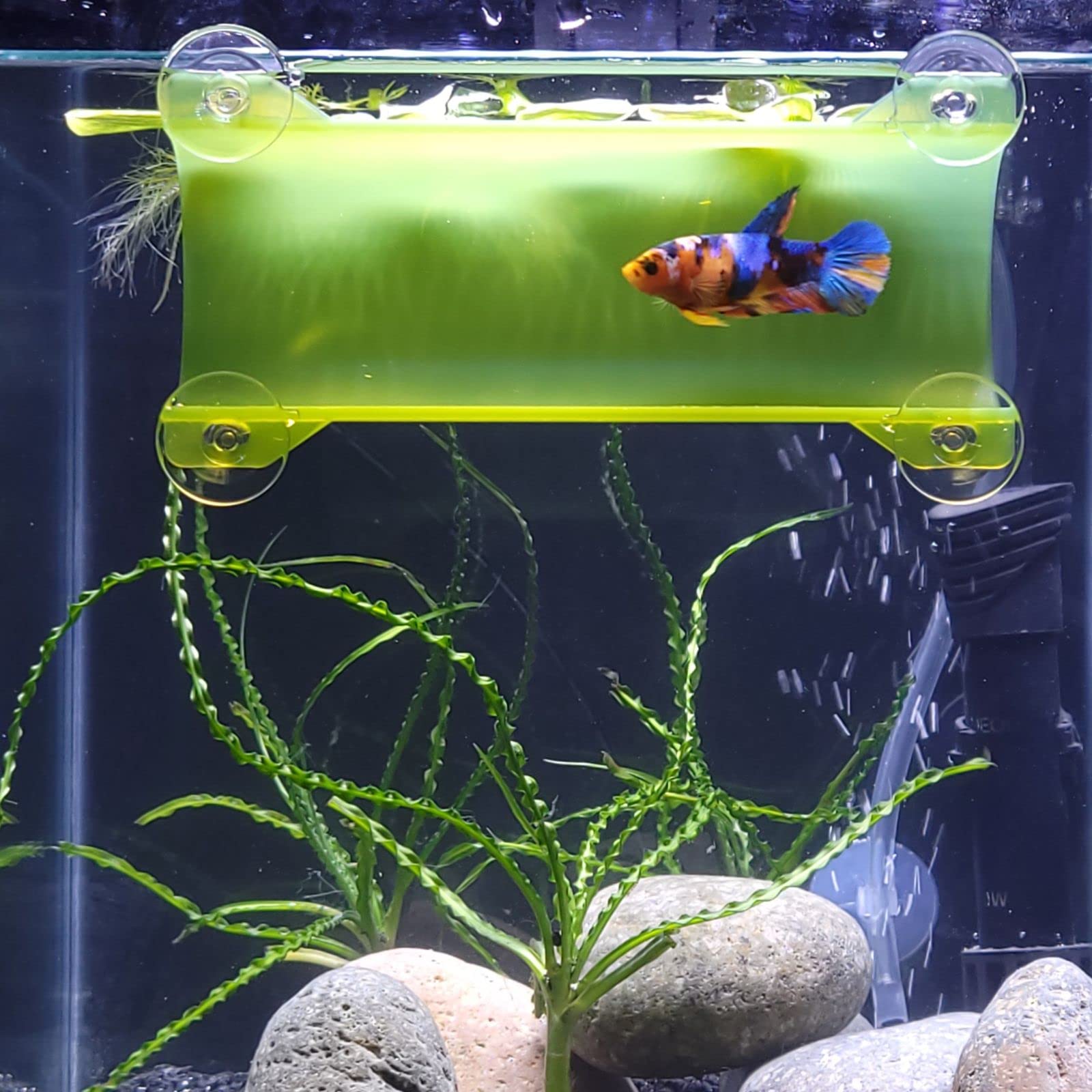 Seeshelter Brand Betta Tunnel (Translucent Medium Green)