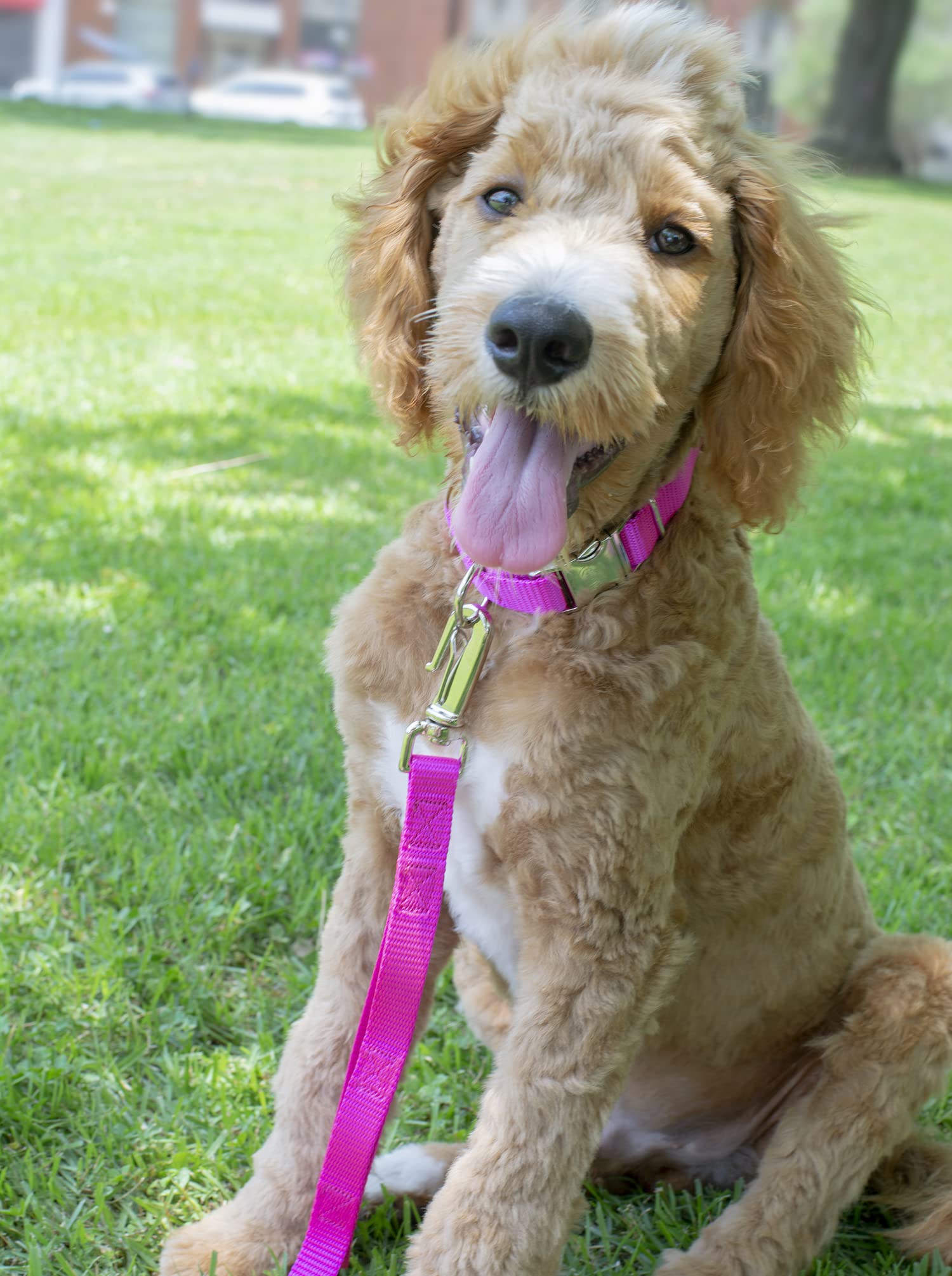 Country Brook Petz Premium Nylon Dog Collar With Metal Buckle For Small Medium Large Breeds - Vibrant 30+ Color Selection (Mediu