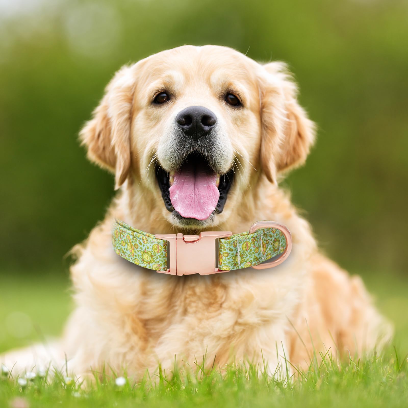 HSIGIO Dog Collar and Leash Set Girls Adjustable Puppy Collars with Planet Bow Tie for Small Medium Large Female Dogs, Green Pla