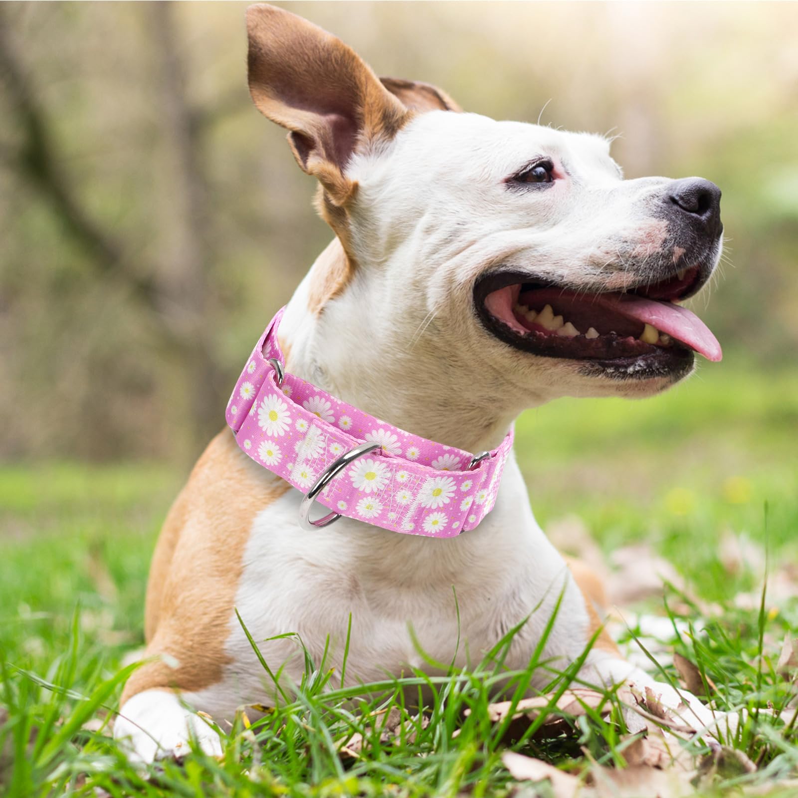 Wide 1.5 Martingale Collar For Girl Dogs,No Pull Heavy Duty Dog Collar For Medium Large Extra Large Female Dogs L