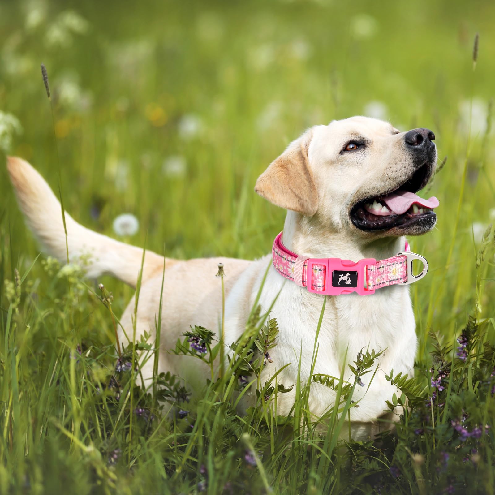 Onefojojo Dog Collar For Medium Dogs,Reflective Pink Daisy Dog Collar For Female Girl Dogs (Daisy M