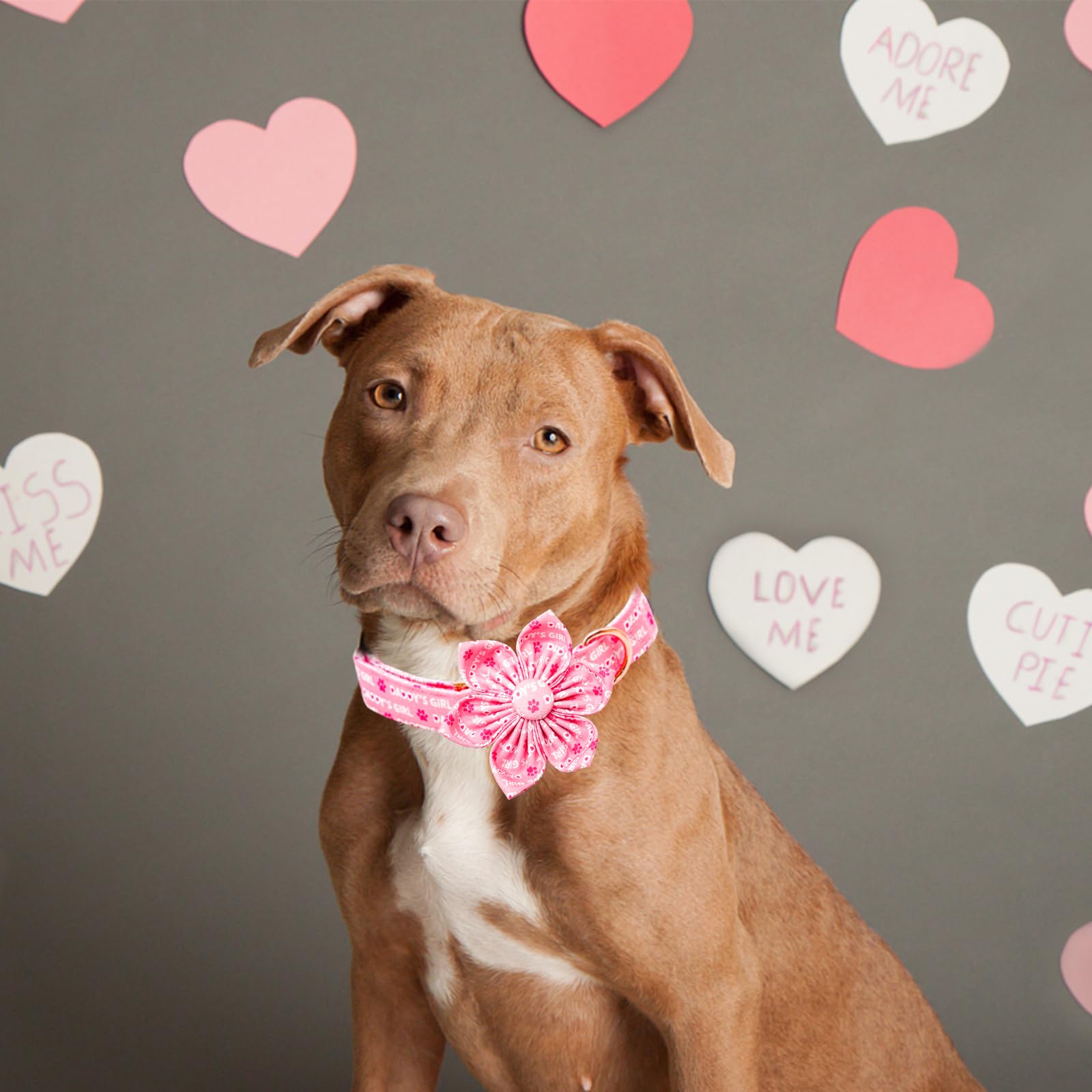 Lionheart Glory Valentine'S Day Collar With Flower Bowtie For Small Dogs, Pink Collar With Spring Flowers