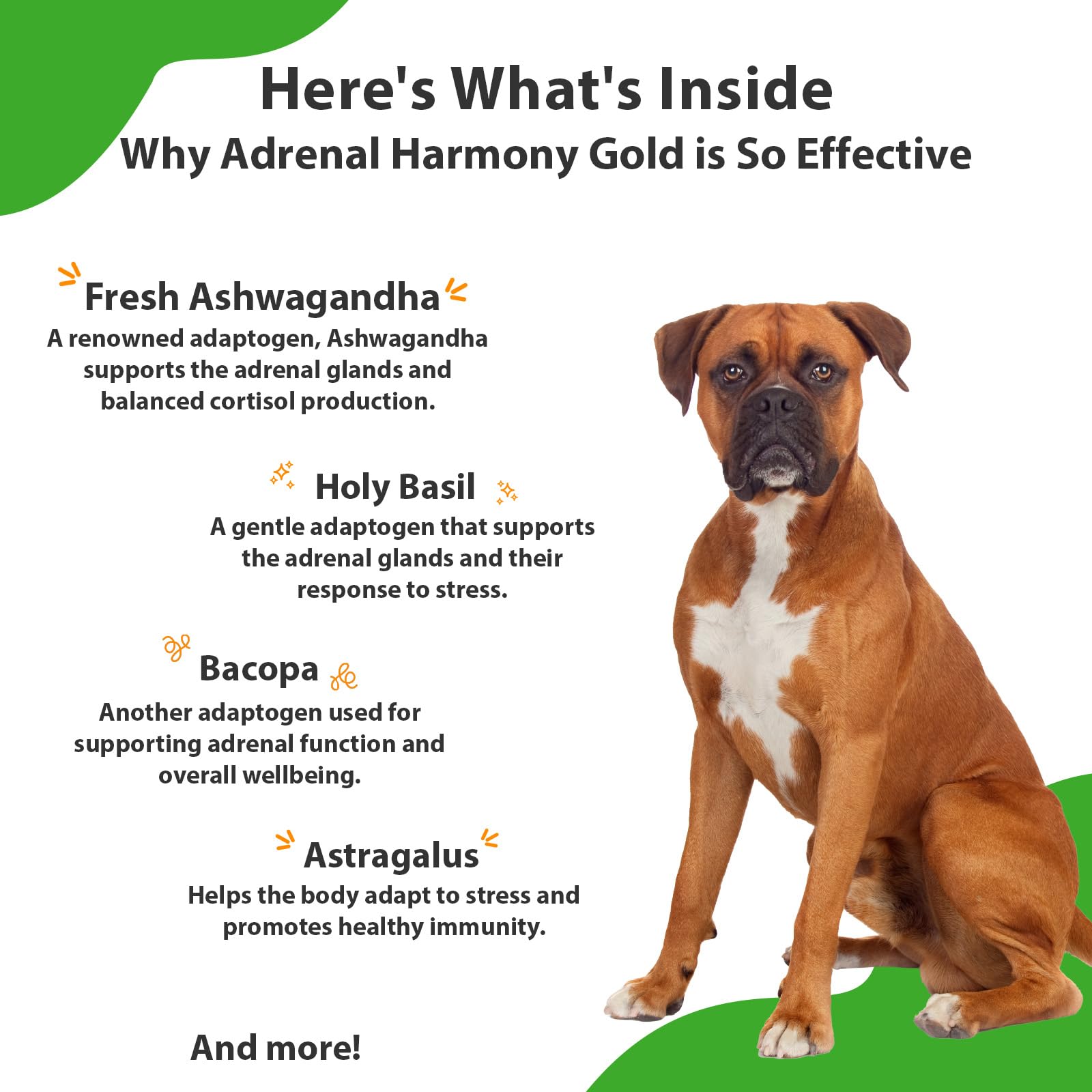 Pet Wellbeing Adrenal Harmony Gold for Dogs - Supports Adrenal Function & Normal Cortisol Levels with Ashwagandha & Bacopa - NAS