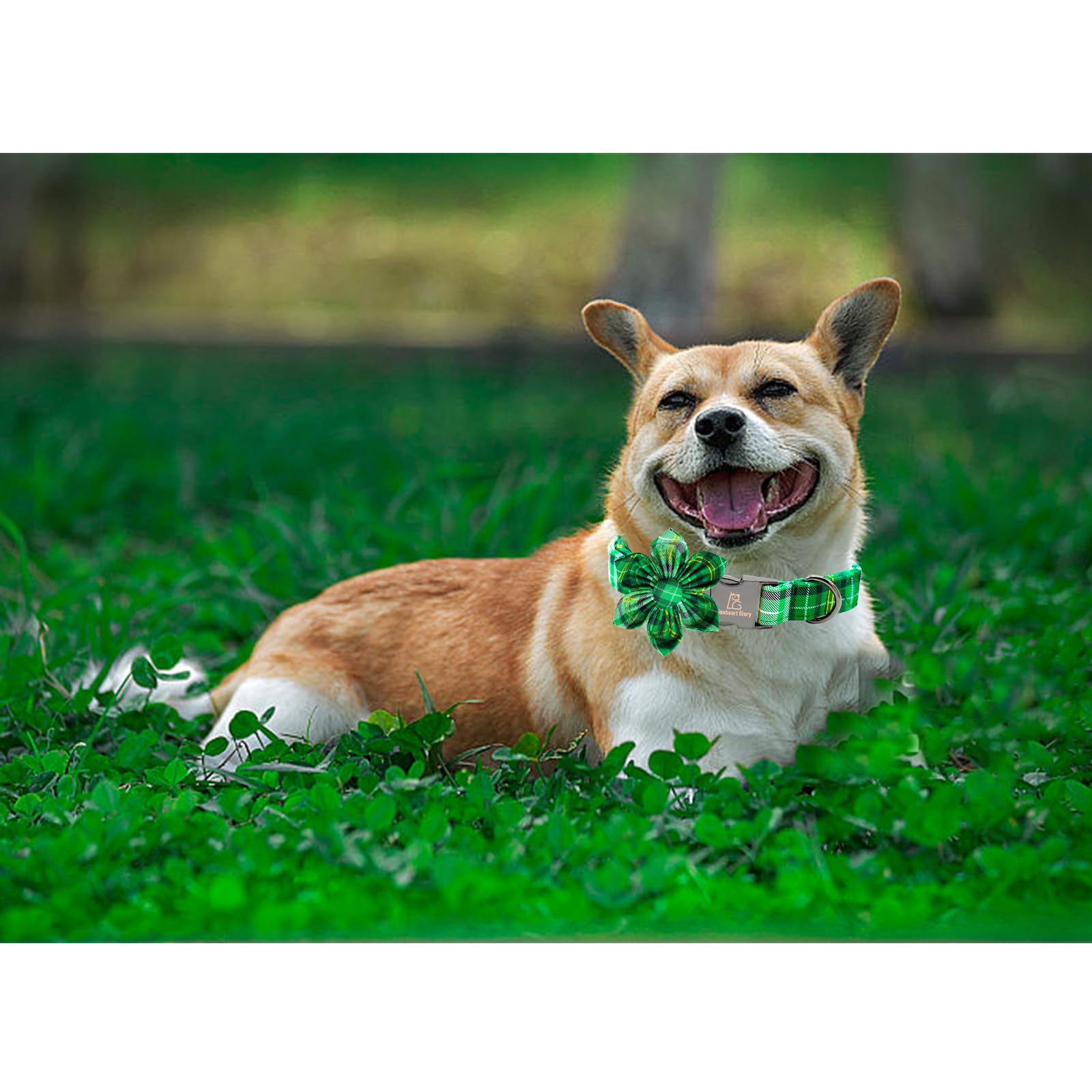 Lionheart Glory St. Patrick'S Day Collar For X-Large Dogs - Green Plaid, Flower Pet Collar Bows
