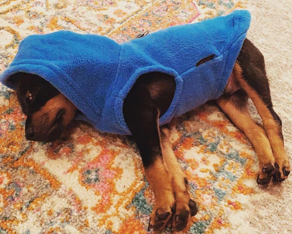 Gooby Fleece Vest Hoodie Dog Sweater - Blue, Medium - Warm Pullover Dog Hoodie With O-Ring Leash - Winter Hooded Small Dog Sweater - Dog Clothes For Small Dogs Boy Or Girl, And Medium Dogs