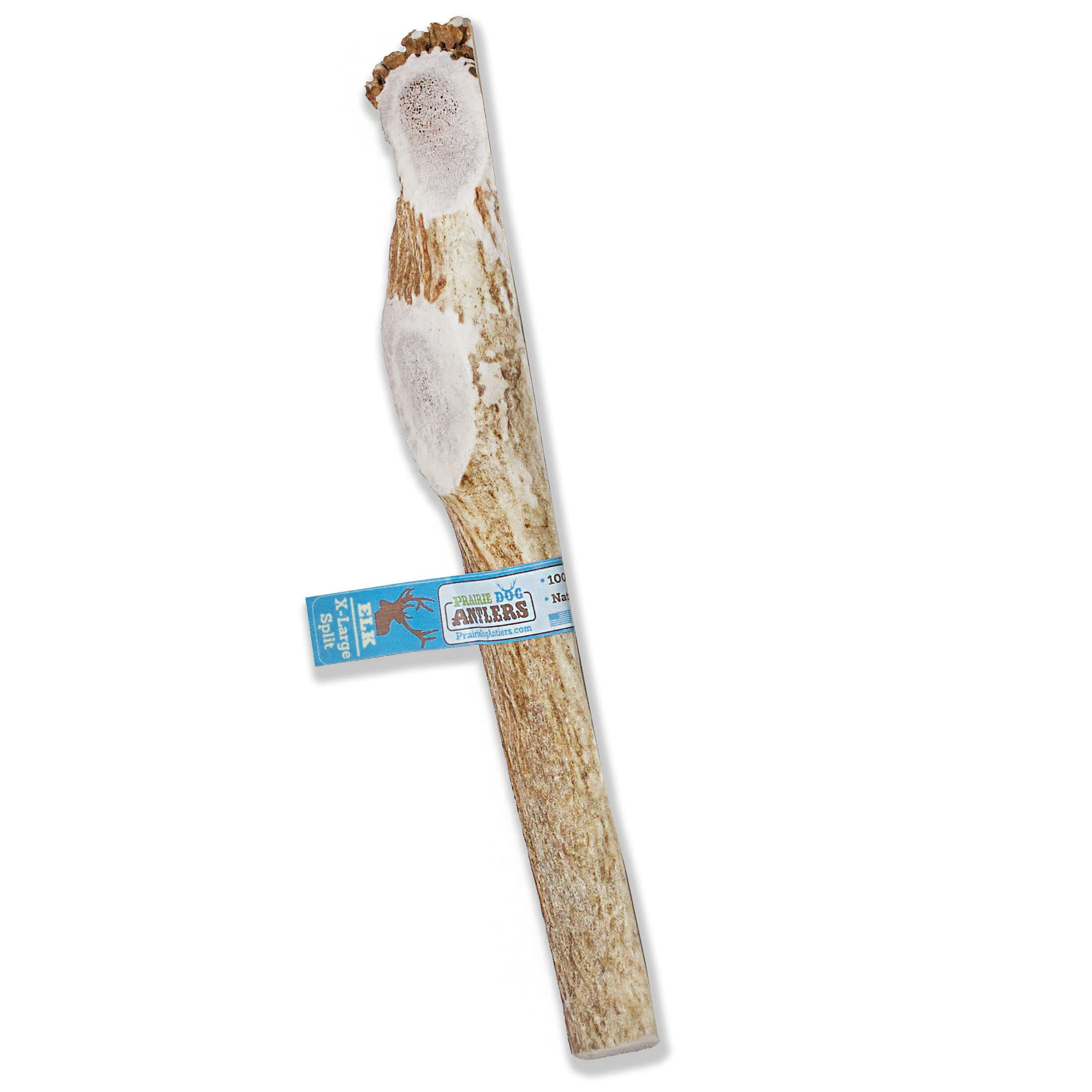 Prairie Dog Antlers | North American Split Elk Antler | X-LARGE | Naturally Shed | Hand Harvested | Nutrient Rich | 9.5-10.5 inc