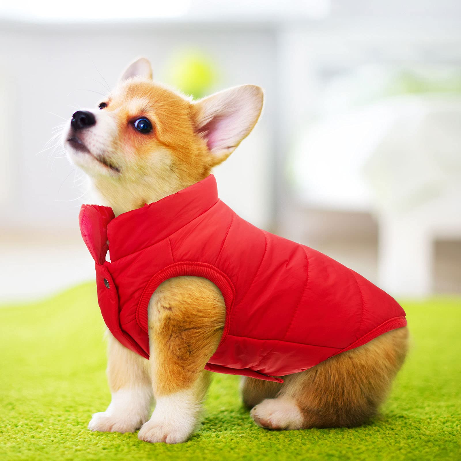 Syhood 2 Pieces Dog Jacket 2 Layers Fleece Lined Dog Jacket Warm Soft Windproof Small Pet Coat For Winter Cold Weather(Small,Nav