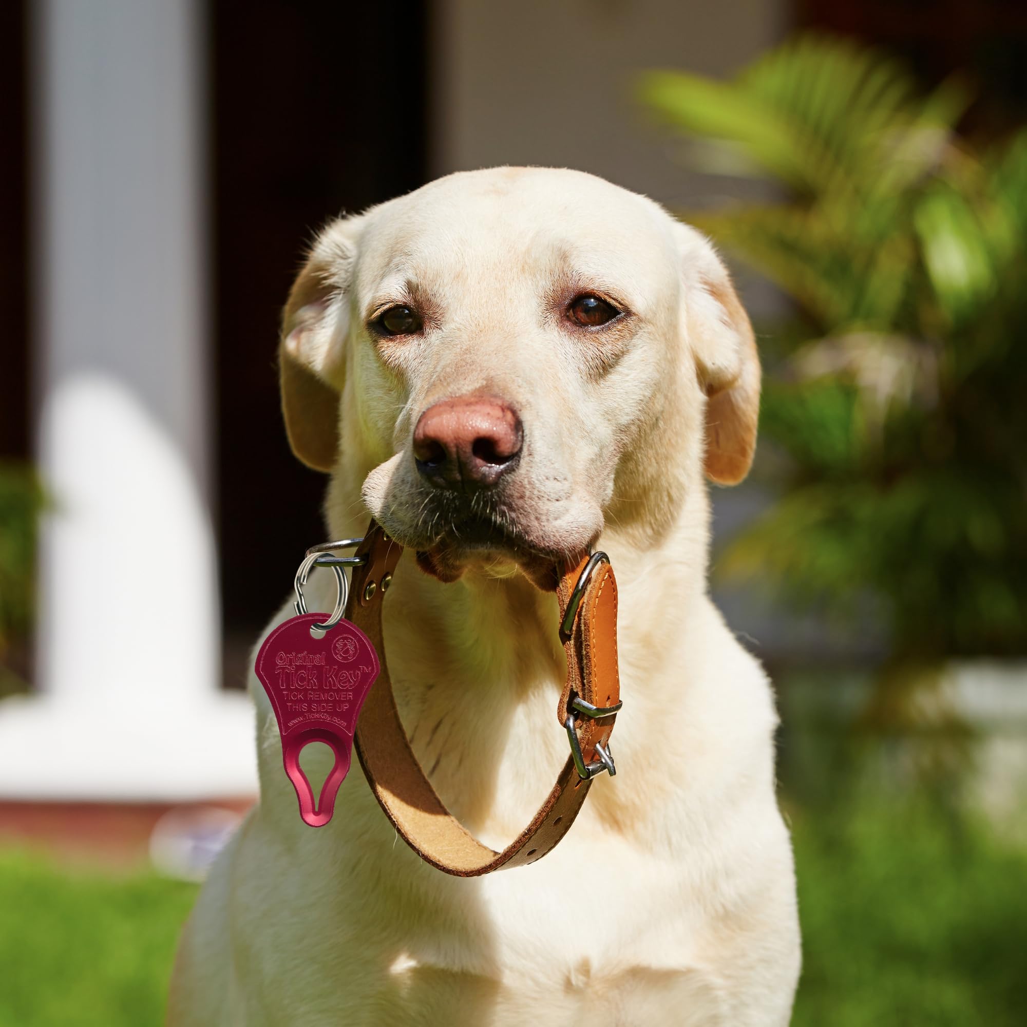 The Original Tick Key - Tick Detaching Device - Portable, Safe And Highly Effective Tick Detaching Tool (Red)