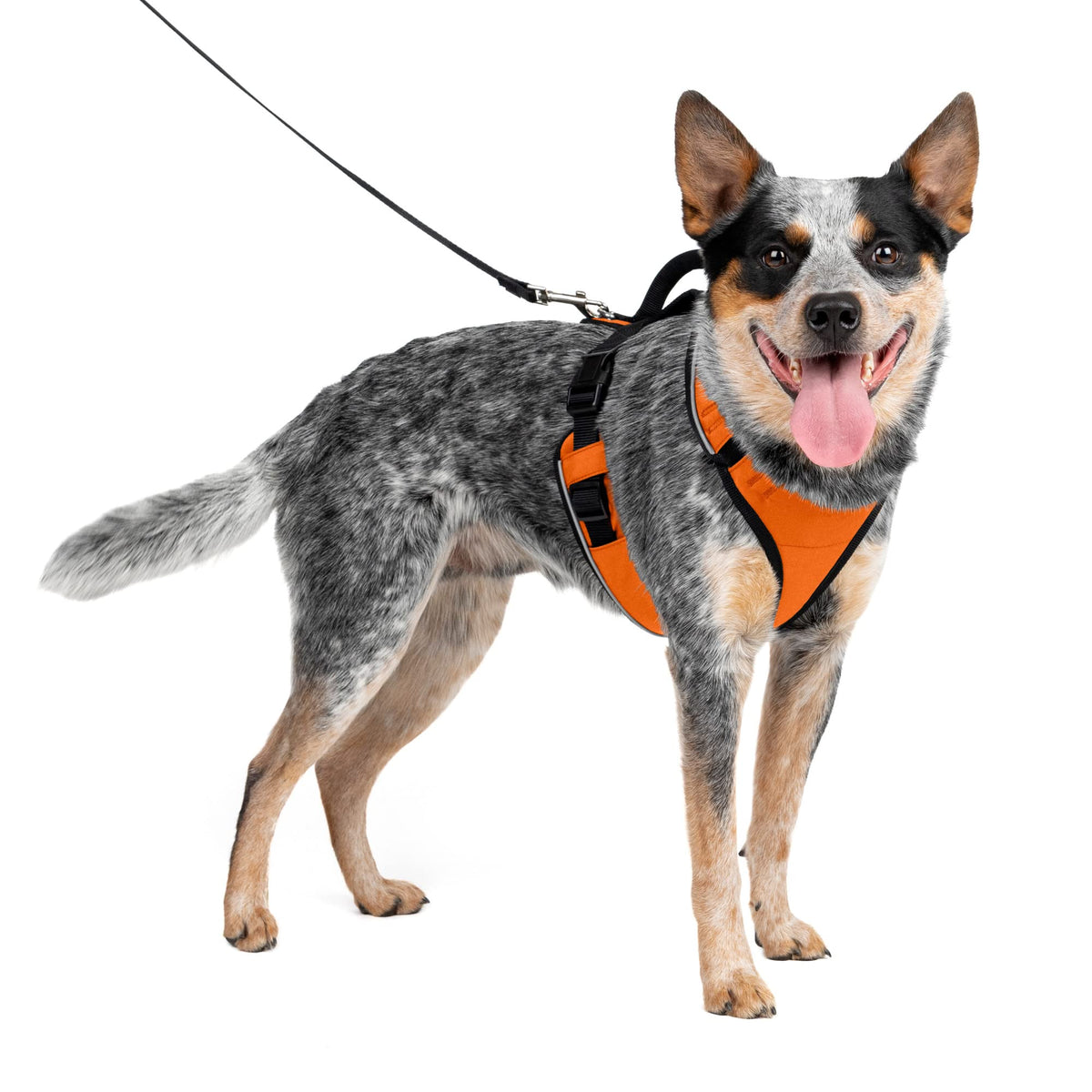 Petsafe Easysport Dog Harness – Adjustable, Padded Dog Harness With Control Handle And Reflective Piping – Medium, Orange