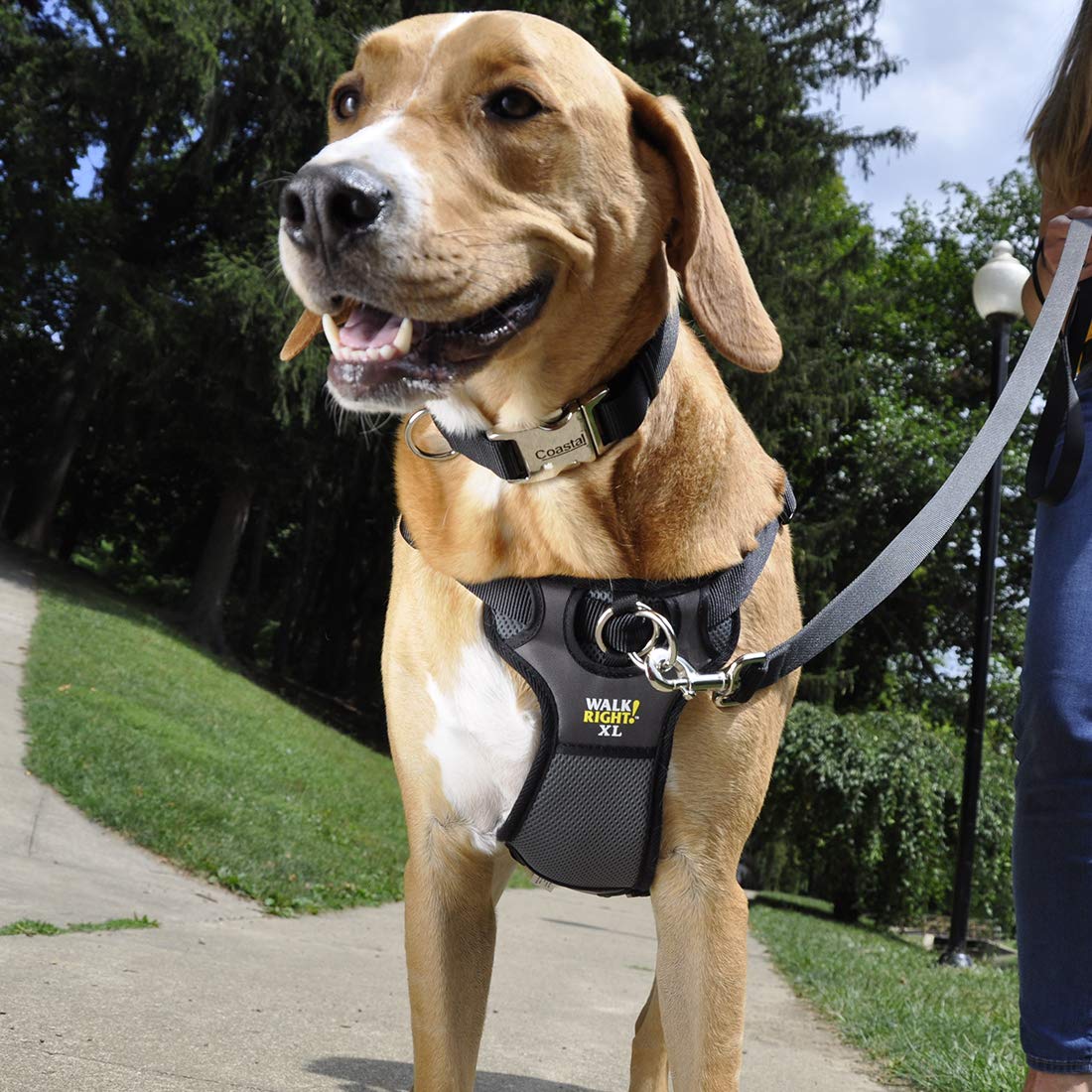 Coastal Pet Walk Right Front-Connect No-Pull Padded Dog Harness - Adjustable & Comfortable Dog Harness - Small & Large Breed Fit - Quality Pet Supplies - Red, Med (20'-30')