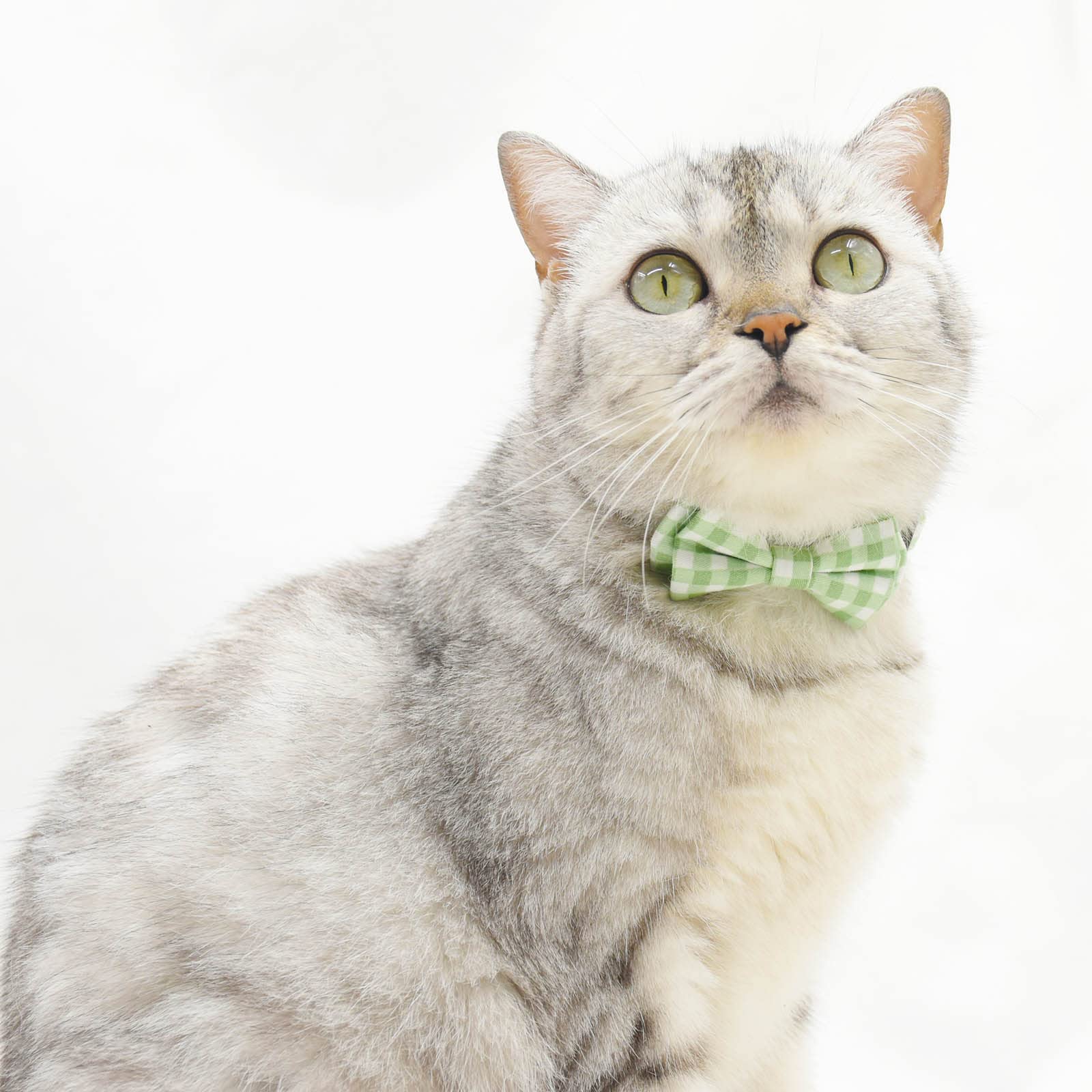 Bowtie Cat Collars Breakaway With Bell, Adjustable Cute Kitty Collars Safety Buckle Kitten Collar For Cat Puppy 7.5-11In (Green