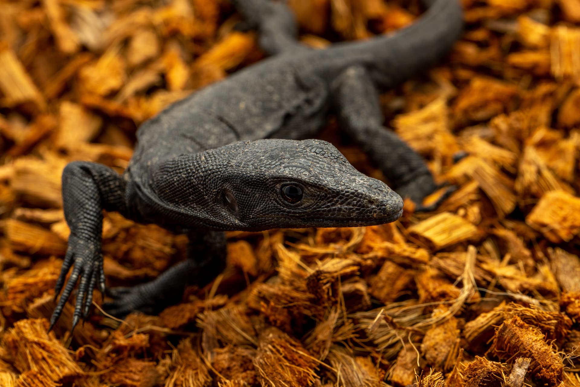 Reptichip Coconut Chip Bedding 72 Quart Block for Snakes, Turtles, Tortoises - Organic Coco Husk Substrate, Model f-606