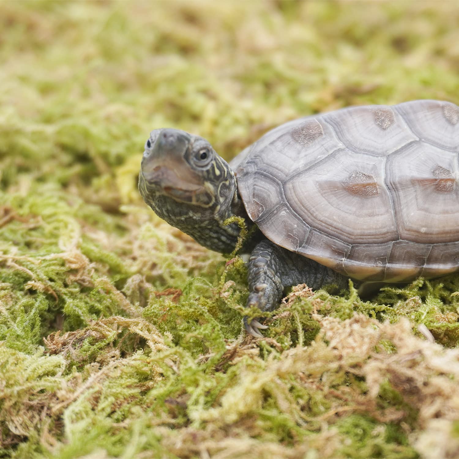 Begeterday 6.5Oz Pure Natural Reptile Moss For Humidity, Great For Snakes, Turtle And Other Reptiles, Good For Terrariums For Re