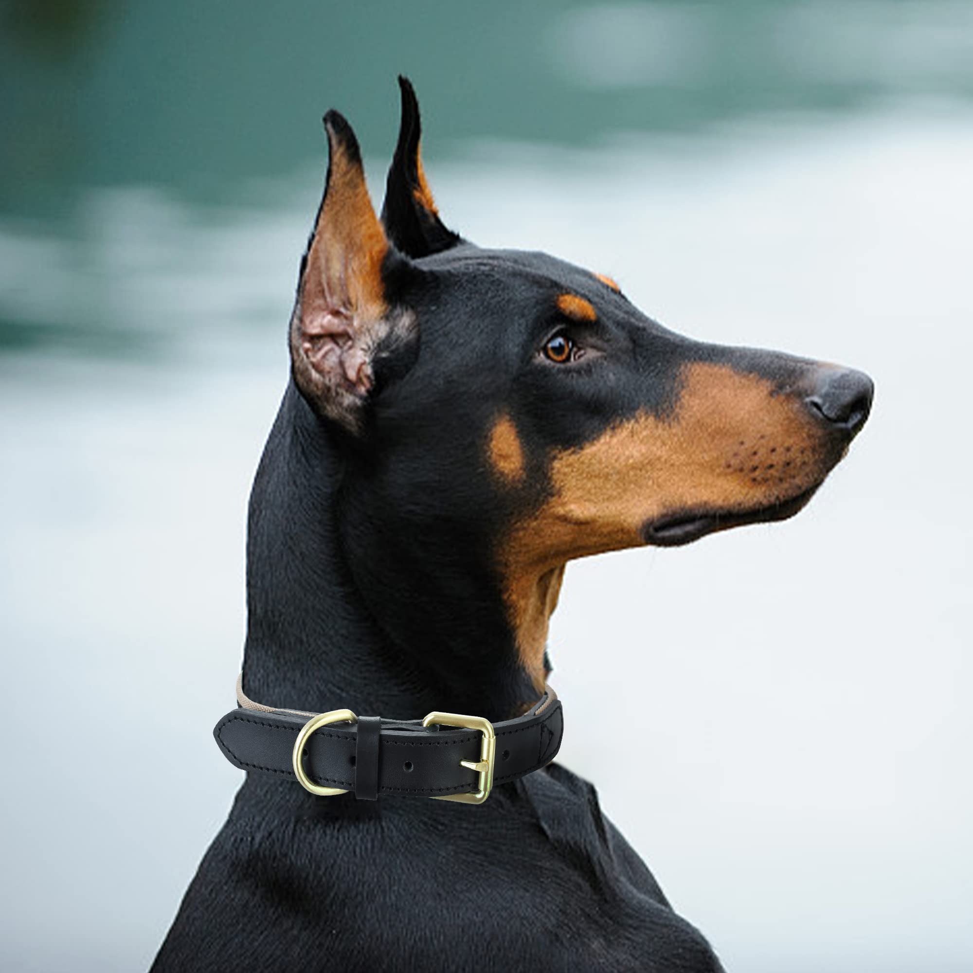 Mile High Life | Genuine Leather Dog Collar | Heavy Duty Canvas Dog Collars With Adjustable Rust-Proof Metal Pin Buckle | Boy Do