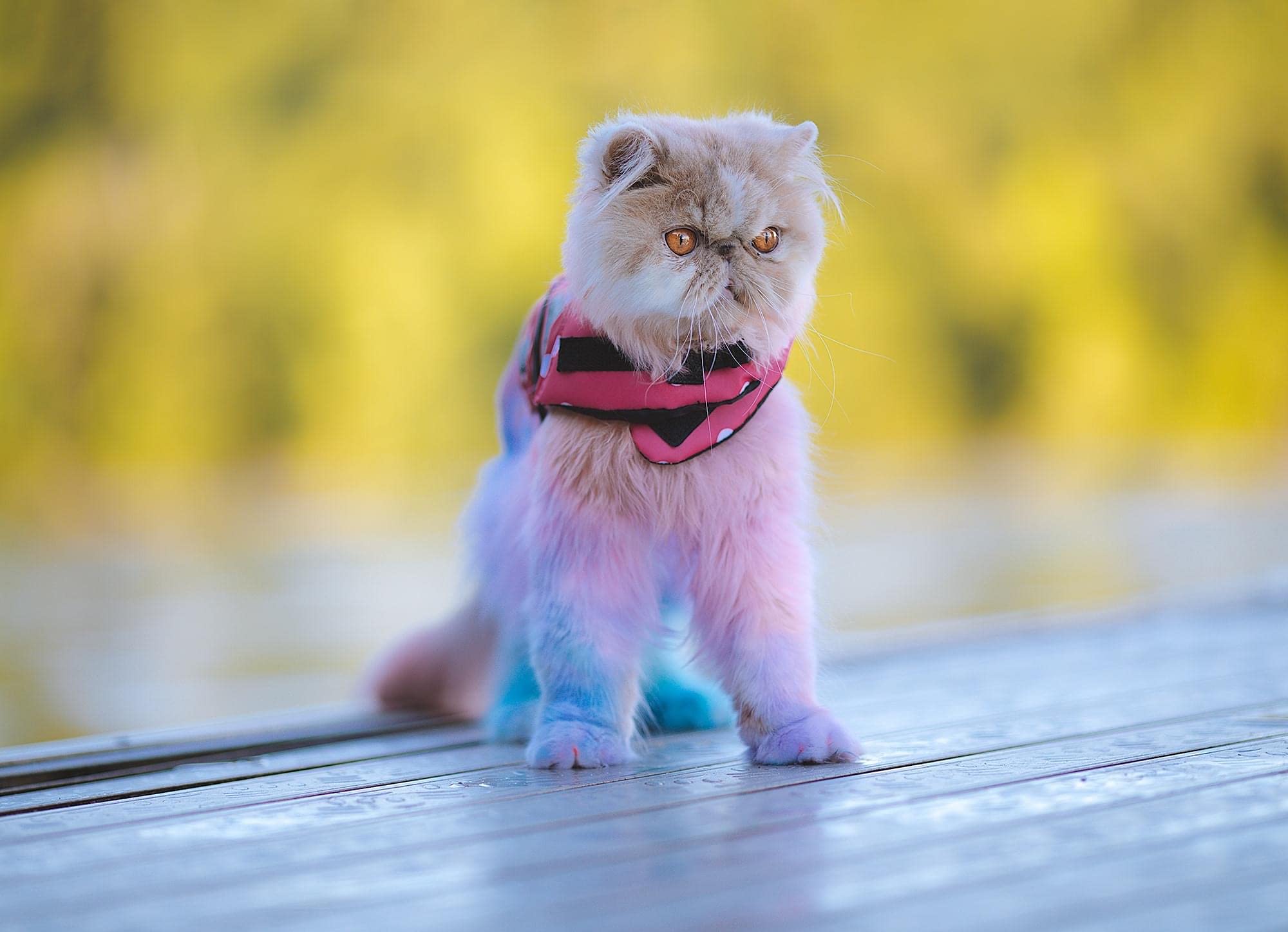 Crazy Liberty Dog Hair Dye (Aquamarine)