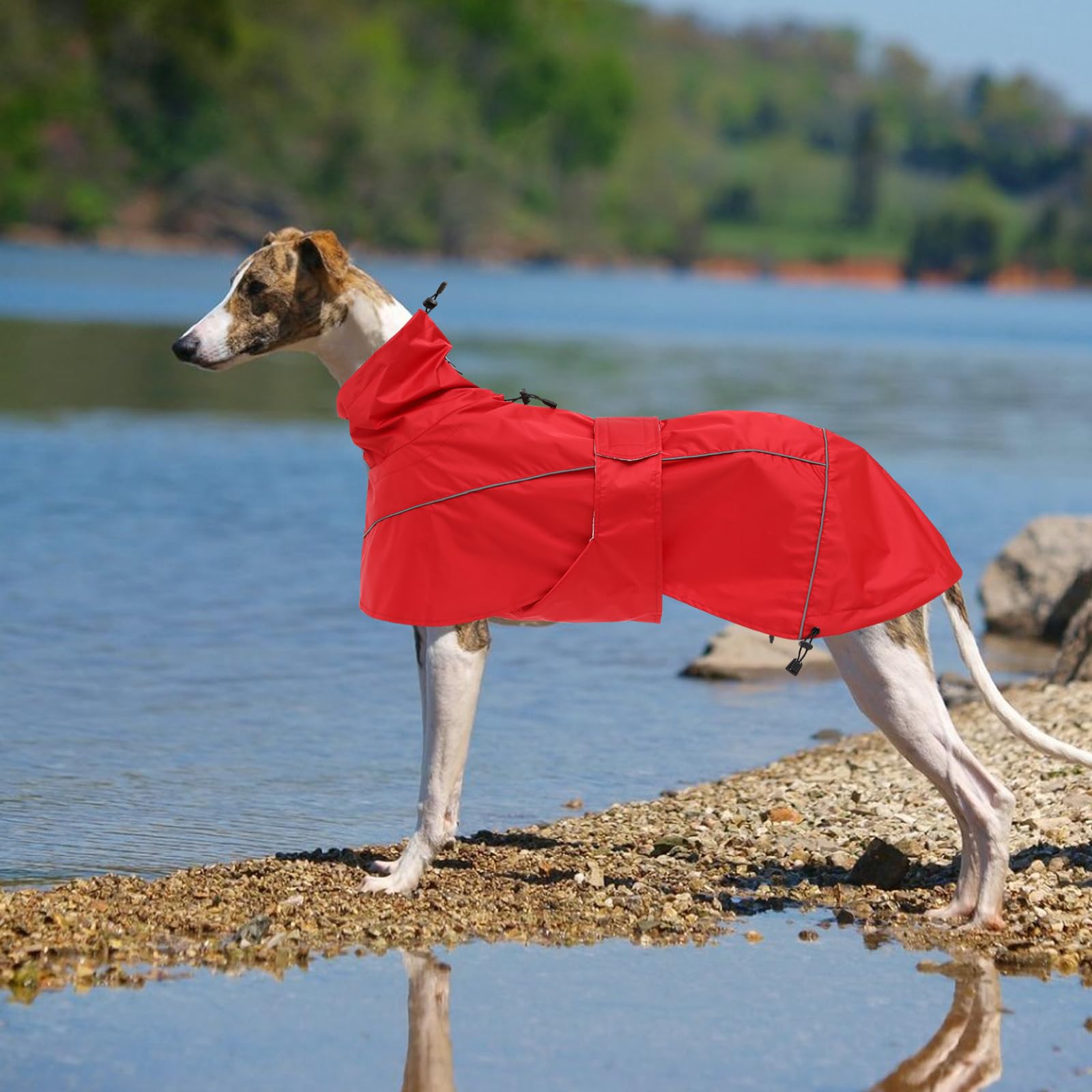 Greyhound Lurcher Raincoat, Whippet Rain Gear With Reflective Bar, Rain/Waterproof, Adjustable Bands And Drawstring In Autumn And Winter - Red - Xlarge