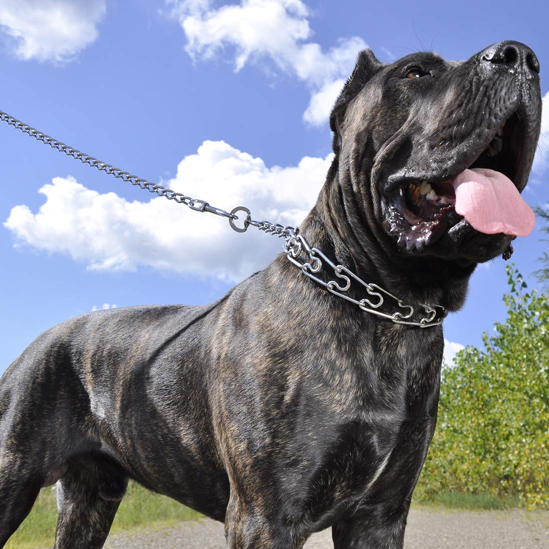 Coastal Pet Titan Dog Prong Training Collar Chrome Plated Fine 2.0Mm X 14-Inches Girth (1-Unit)