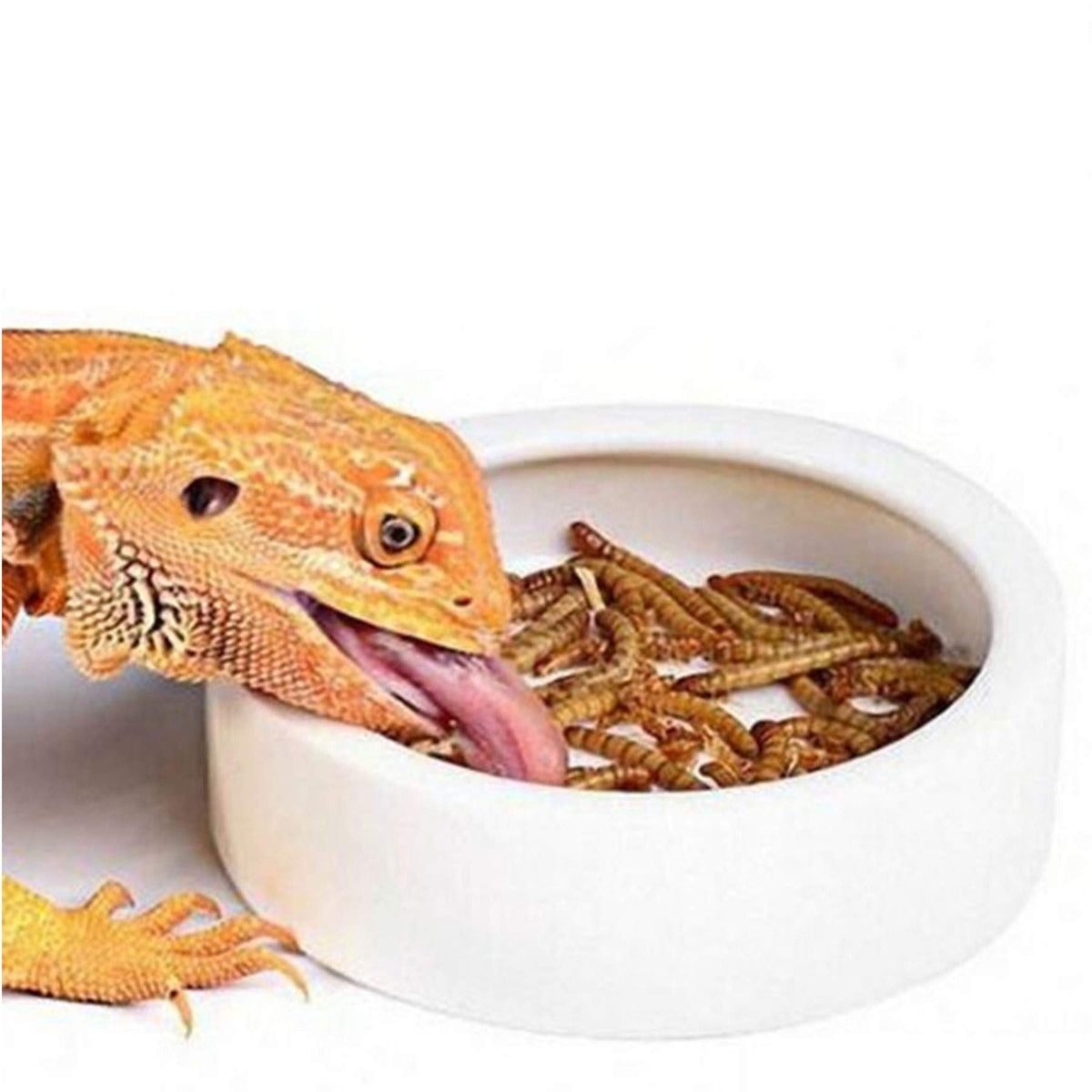 Reptile Water Food Bowl, Worm Dish Ceramic Pet Bowls Anti-Escape Mini Reptile Feeder Mealworms Bowl For Lizard Bearded Dragon Gecko Chameleon Hermit Crab Dubia Reptirock Retile Cricket Dish