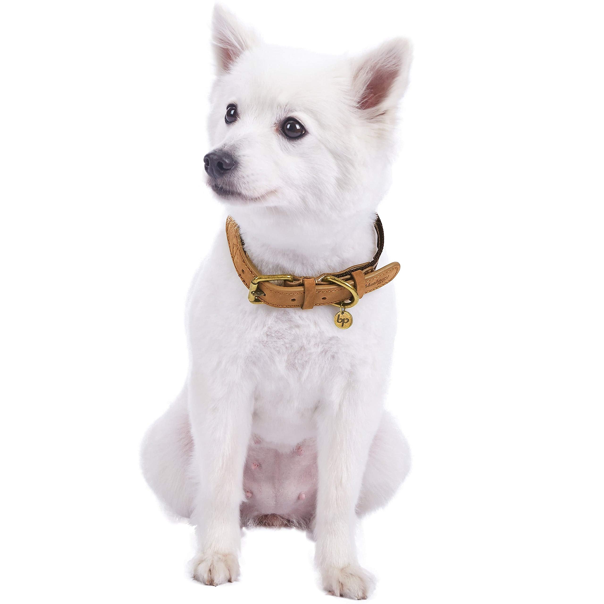 Blueberry Pet Soft & Comfy Leather Dog Collar - Adjustable Dog Collars For Small Dogs, Genuine Leather Collar For Dogs, Classic