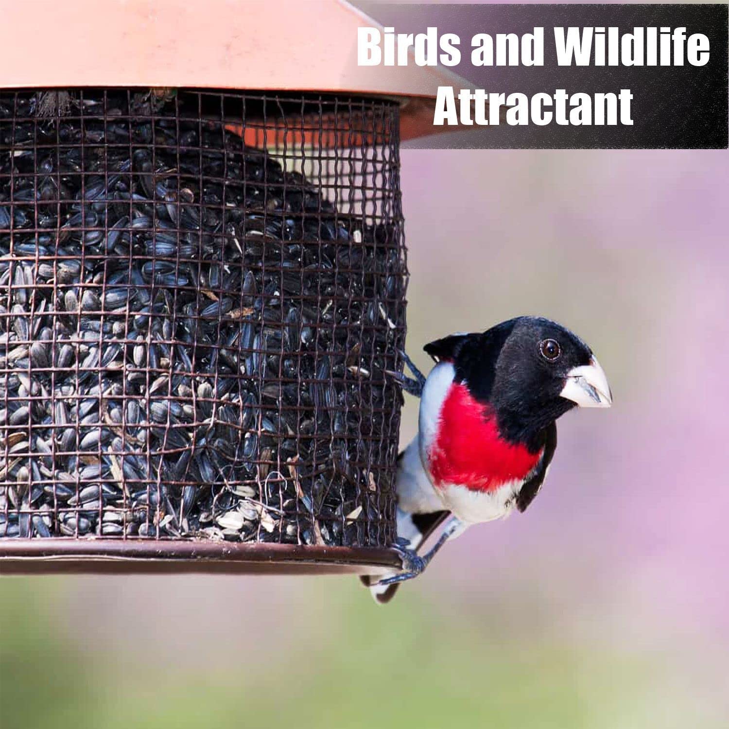 Old Potters Wildlife Black Oil Sunflower Seeds for Birds and Wildlife, Non-GMO & USA Grown on Small Farms (50 lbs)