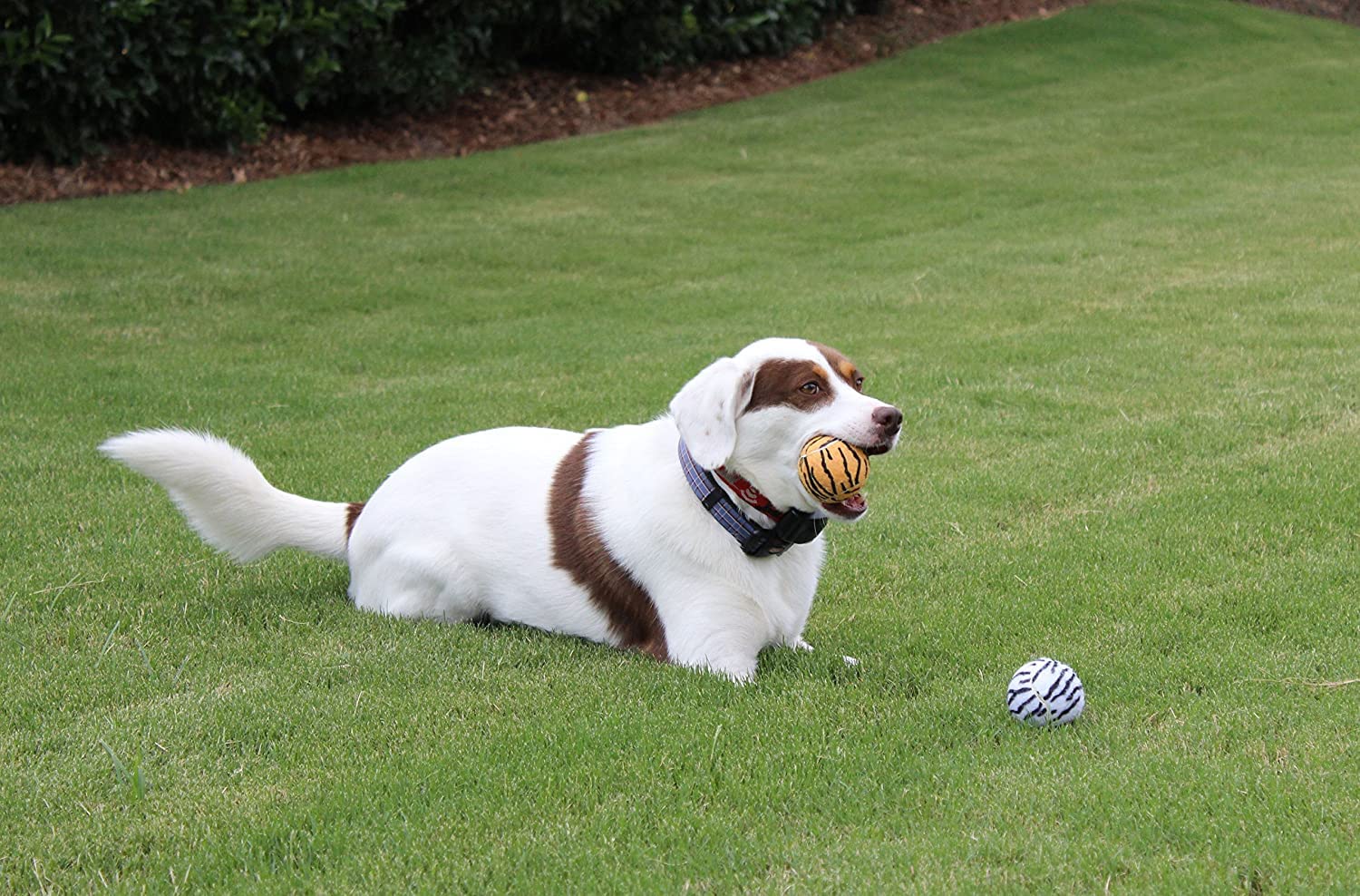 Unique Sports Dog Fetch Balls Animal Prints 18 Pack