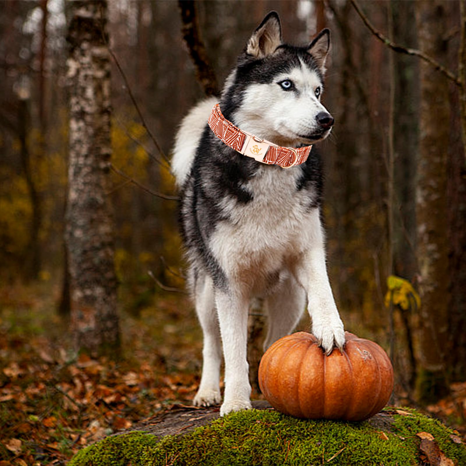 Elegant Little Tail Dog Collar - Fall Halloween Pet Collar For Small Puppy, Girl Boy - Cotton With Metal Buckle Adjustable